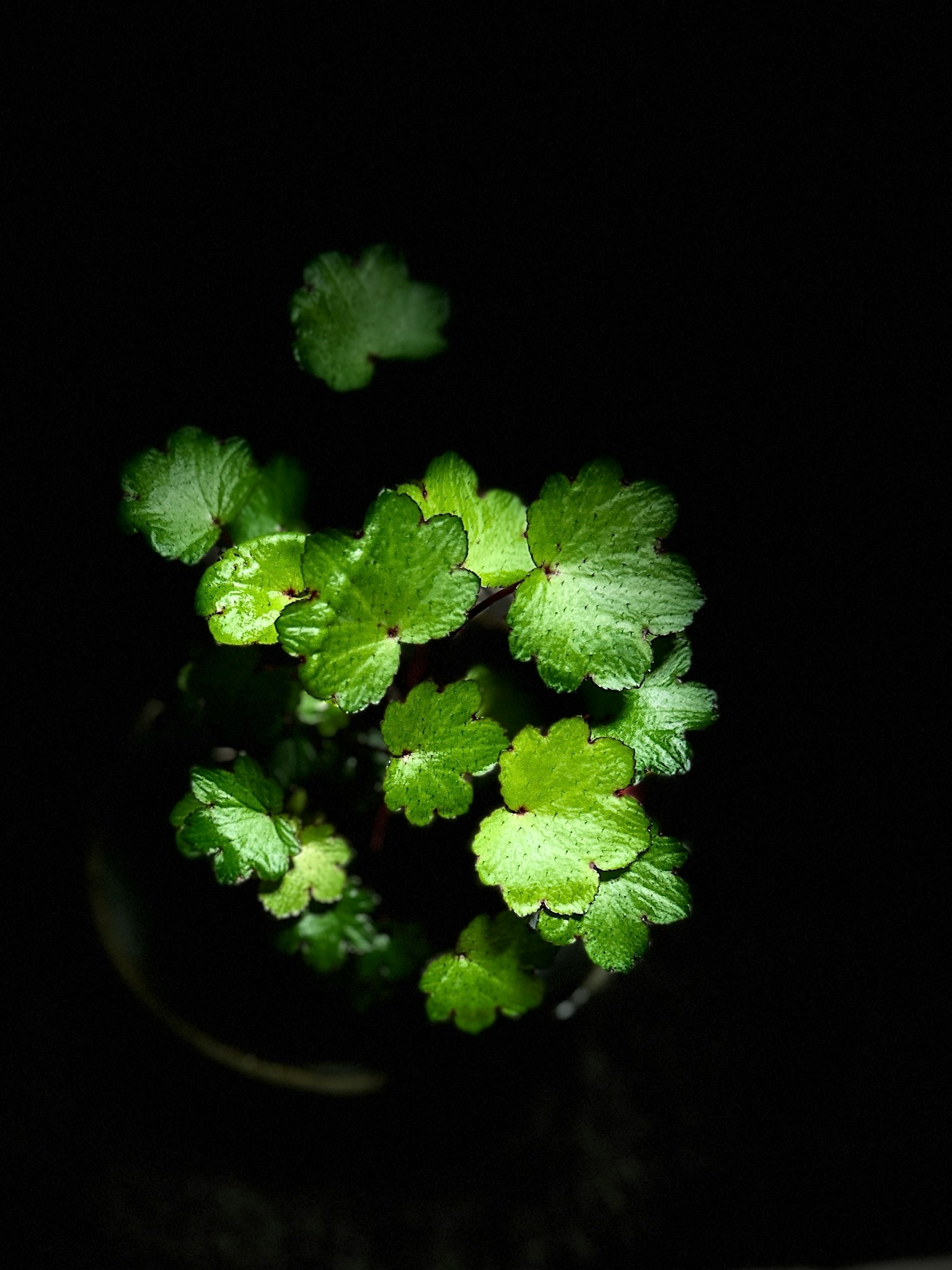 Vista dall'alto di una pianta verde brillante su sfondo scuro