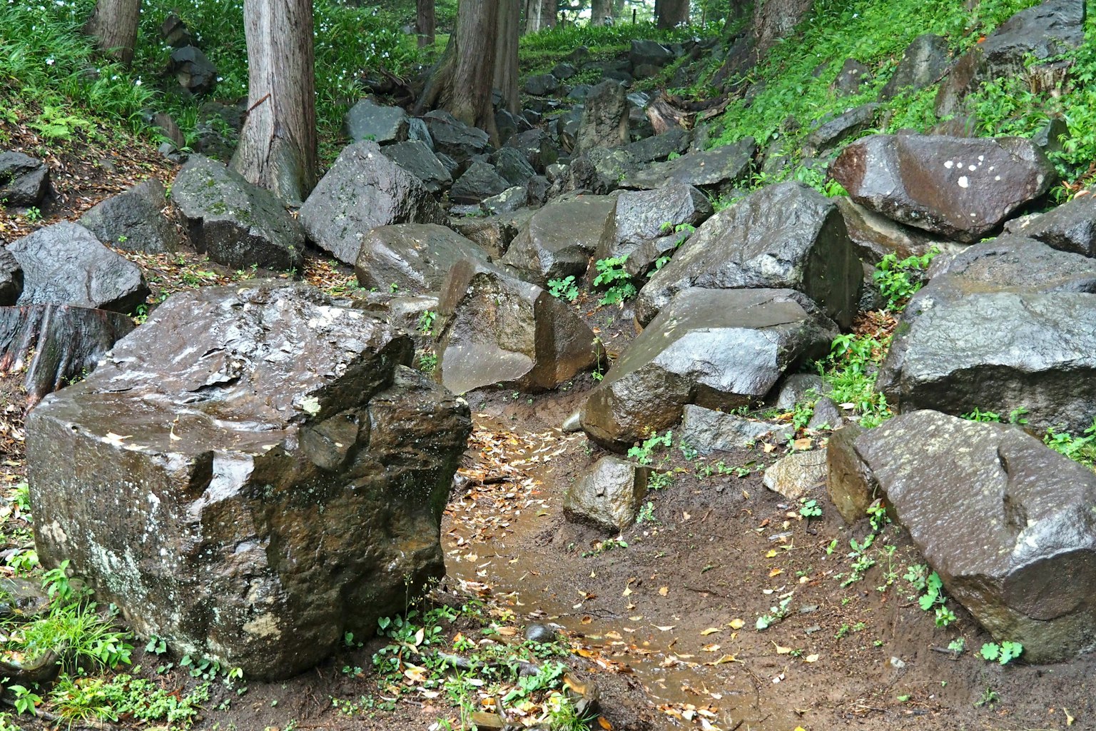 Weg in einem üppigen Wald mit großen und kleinen verstreuten Steinen