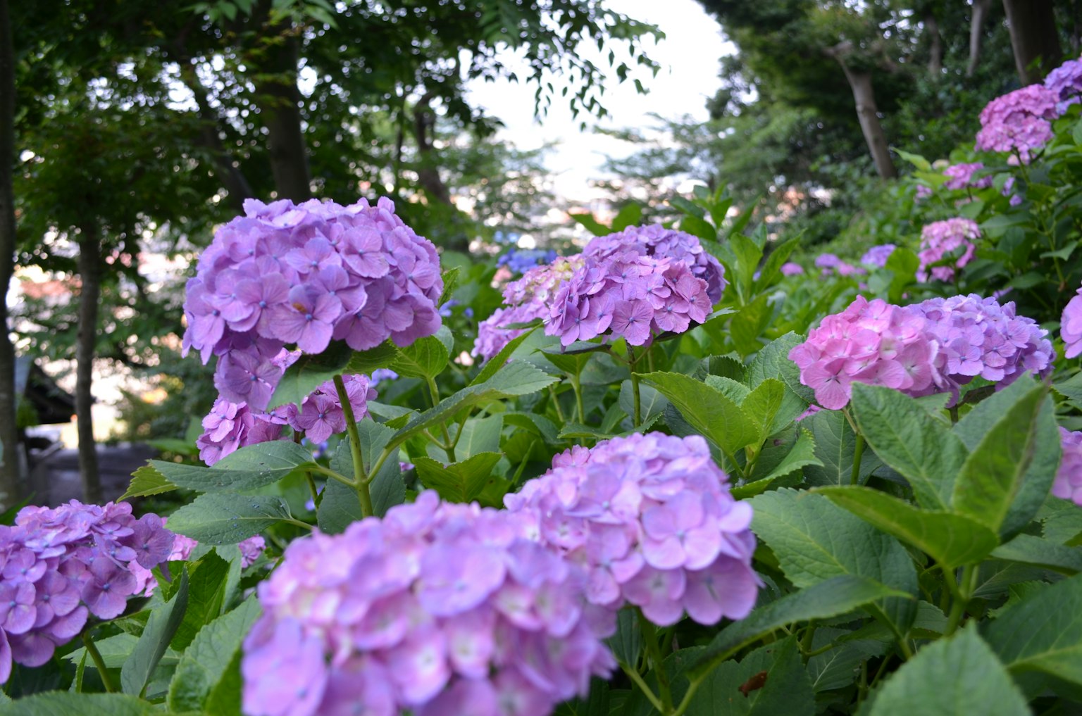 ดอกไฮเดรนเยียสีม่วงบานล้อมรอบด้วยใบเขียว
