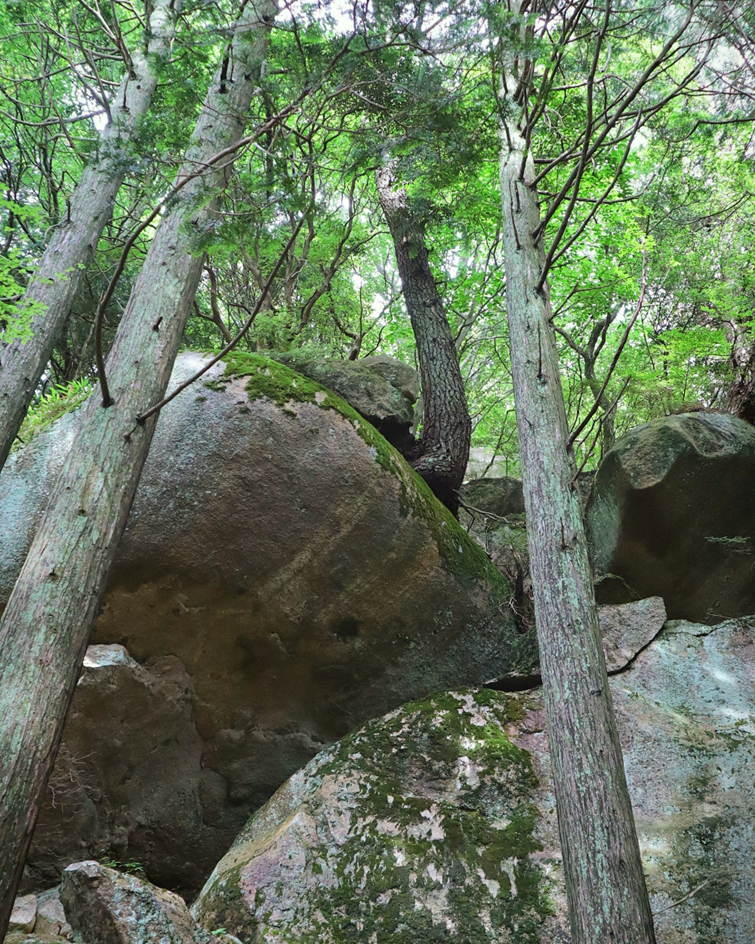 郁郁葱葱的绿色树木和巨石形成的自然风景