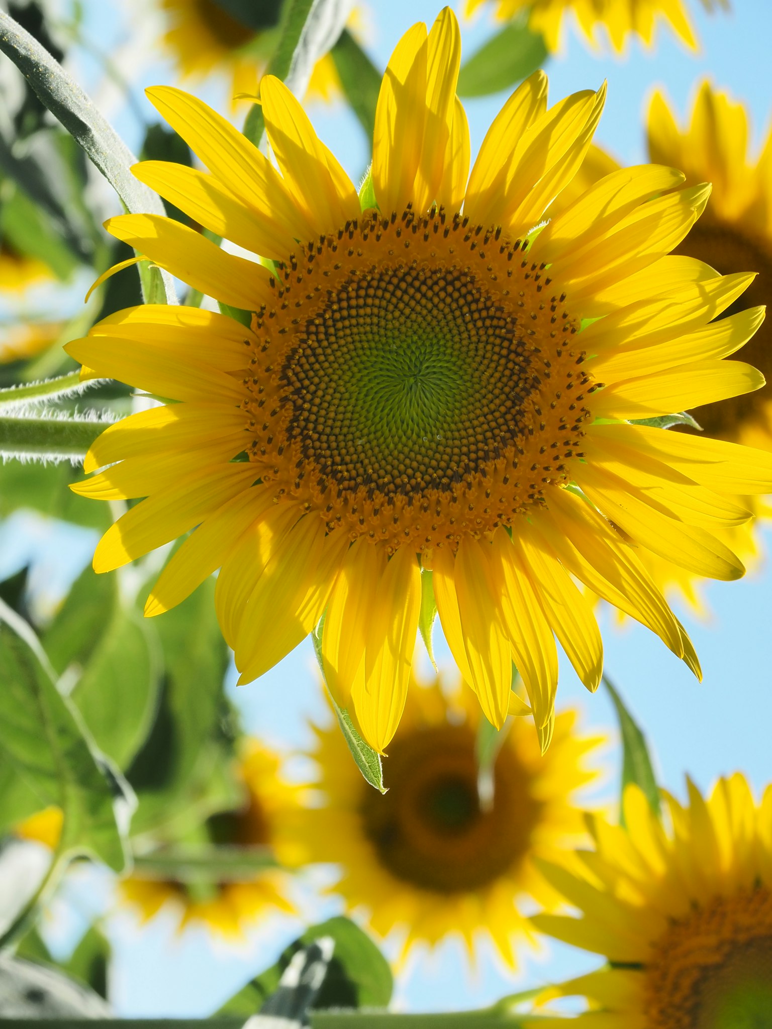 Girasol brillante floreciendo bajo un cielo azul