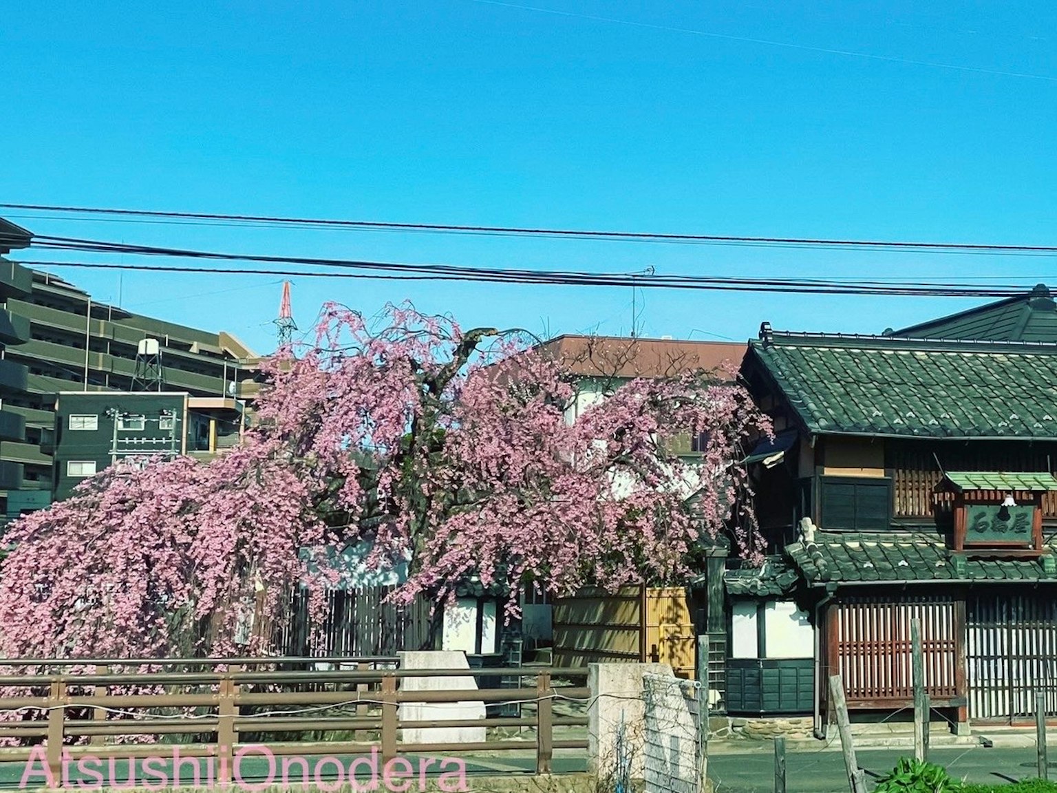Vista panoramica di una casa tradizionale giapponese con un albero di ciliegio in fiore