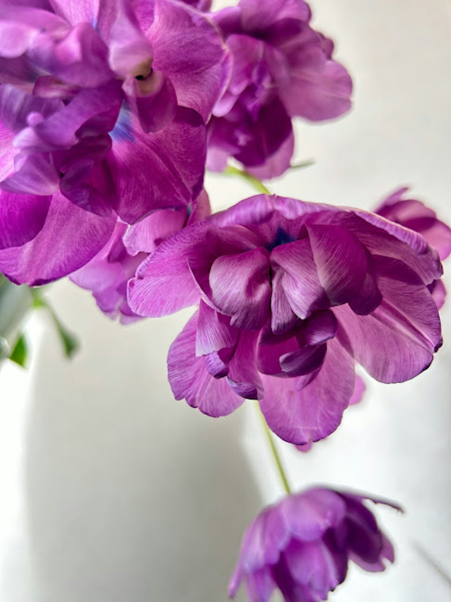 Lebendige lila Blumen in Blüte