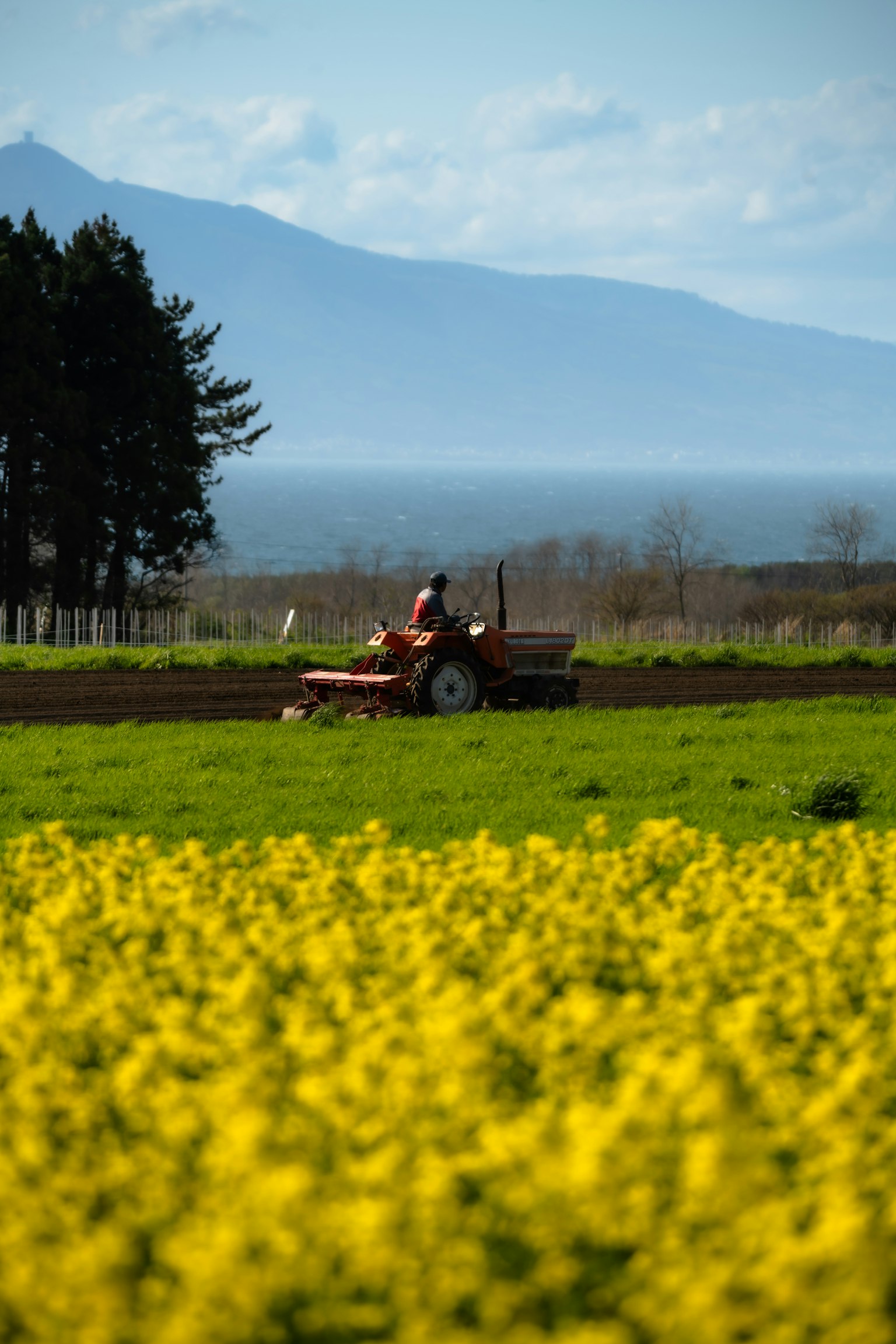 Traktor arbeitet auf einem Feld mit gelben Blumen und Bergen im Hintergrund