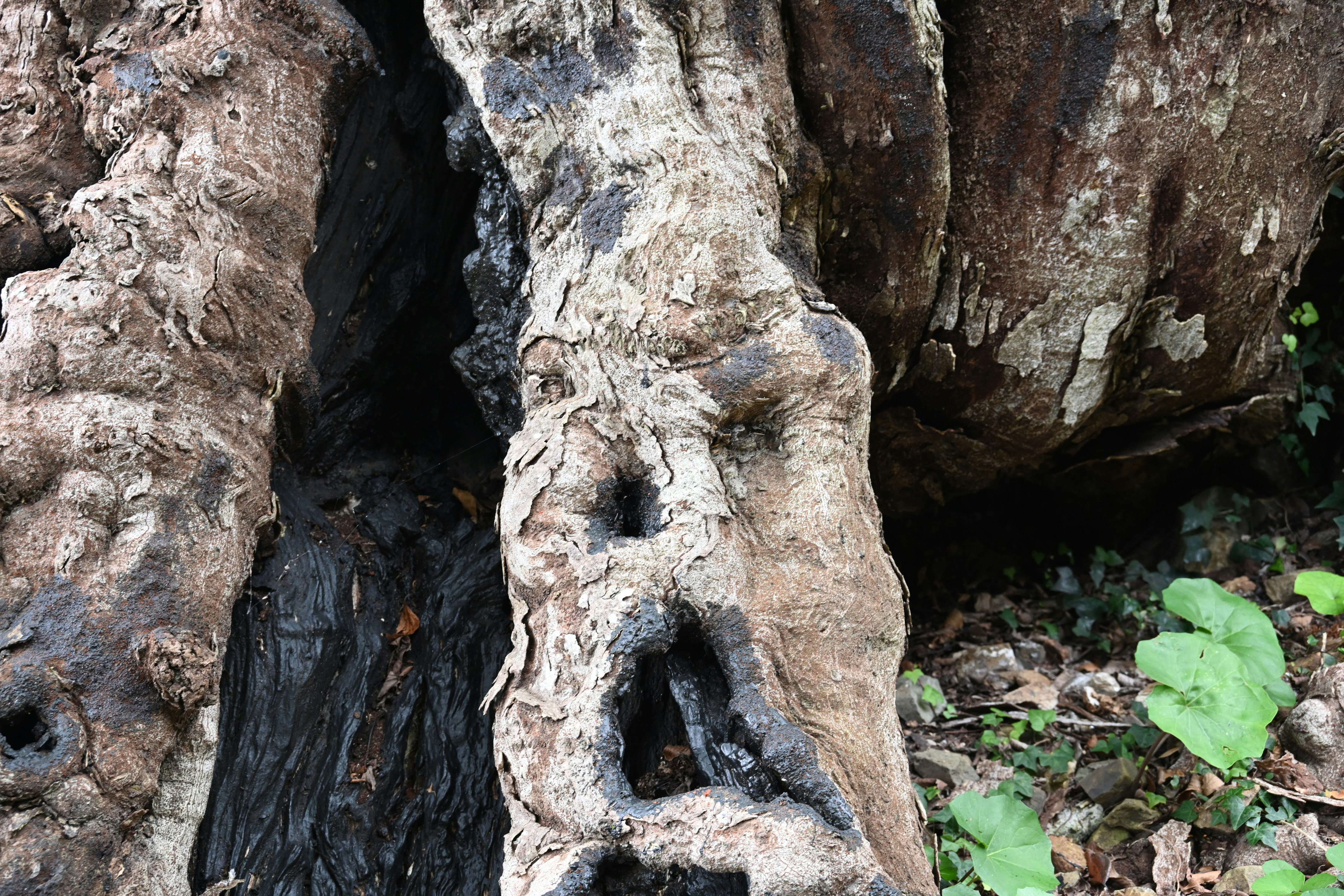 mossy carved stone statue face in rocky texture