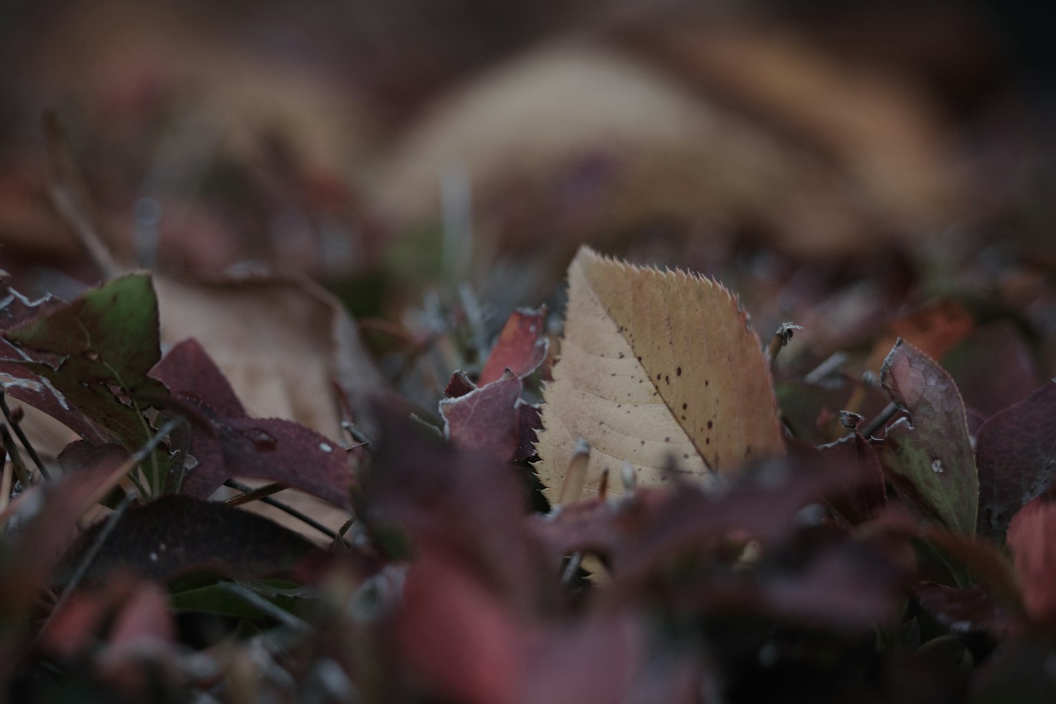 Scène d'automne avec des feuilles rouges et brunes éparpillées sur le sol
