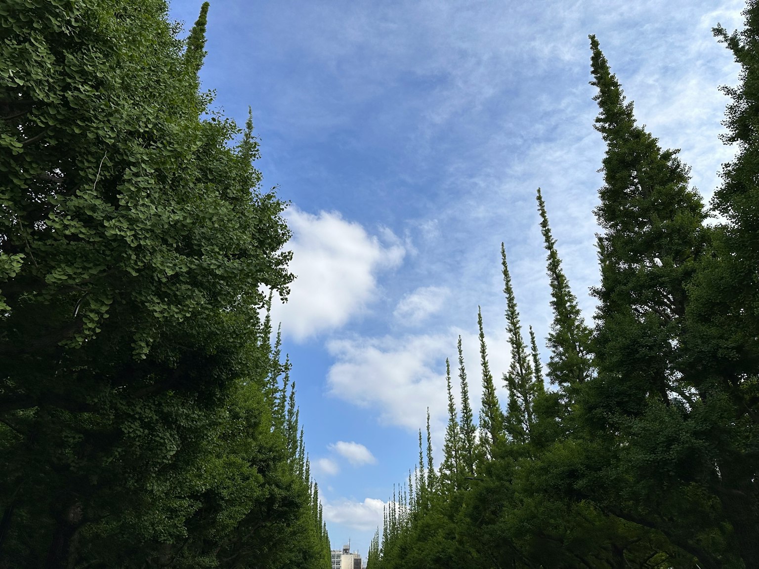 A pathway lined with tall trees under a blue sky