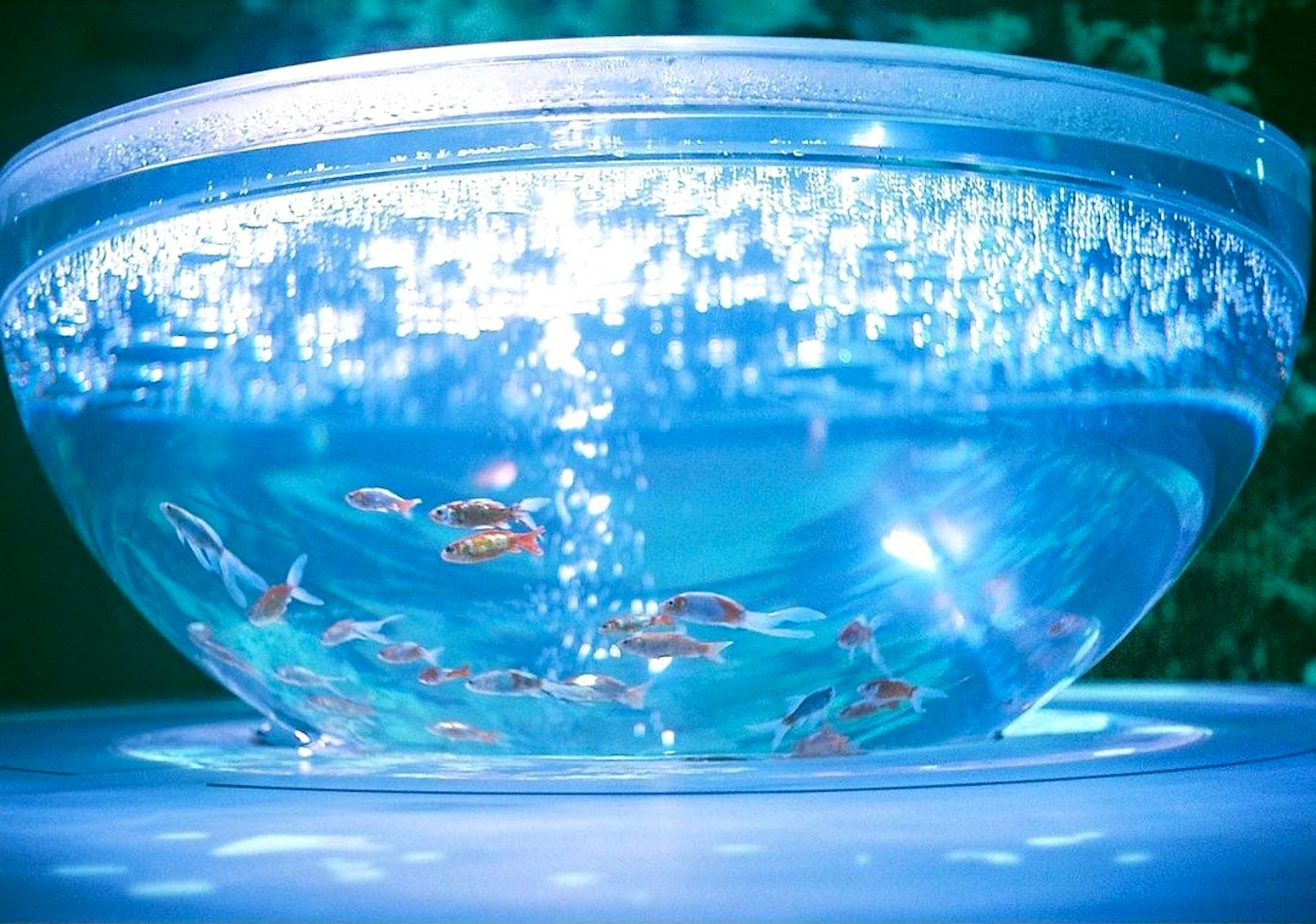 Un bol transparent avec des poissons colorés nageant dans l'eau bleue