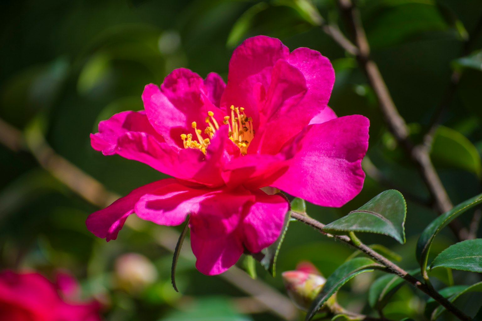 Vibrant pink flower with green leaves