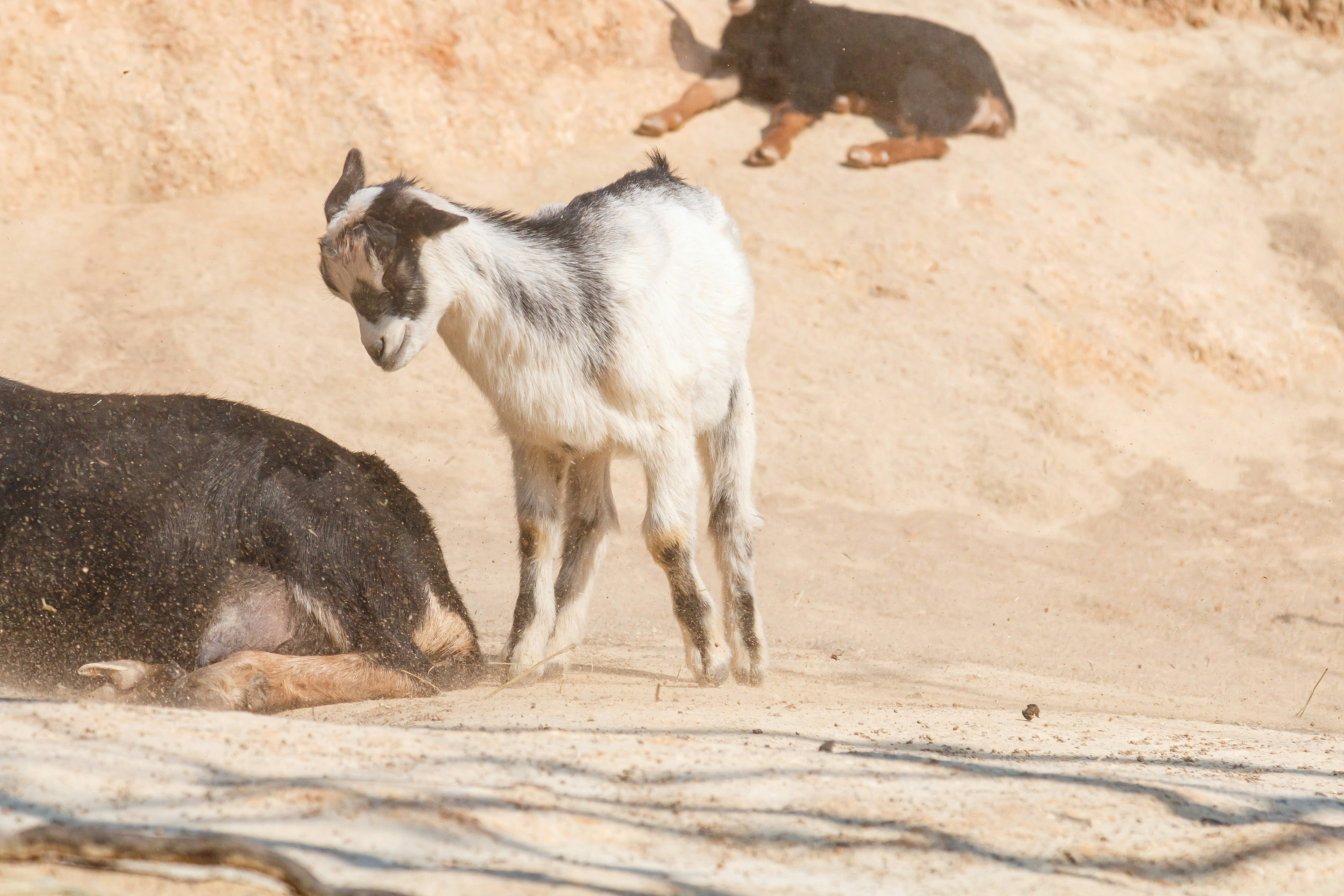 砂地で見つめ合うヤギと動物園の豚