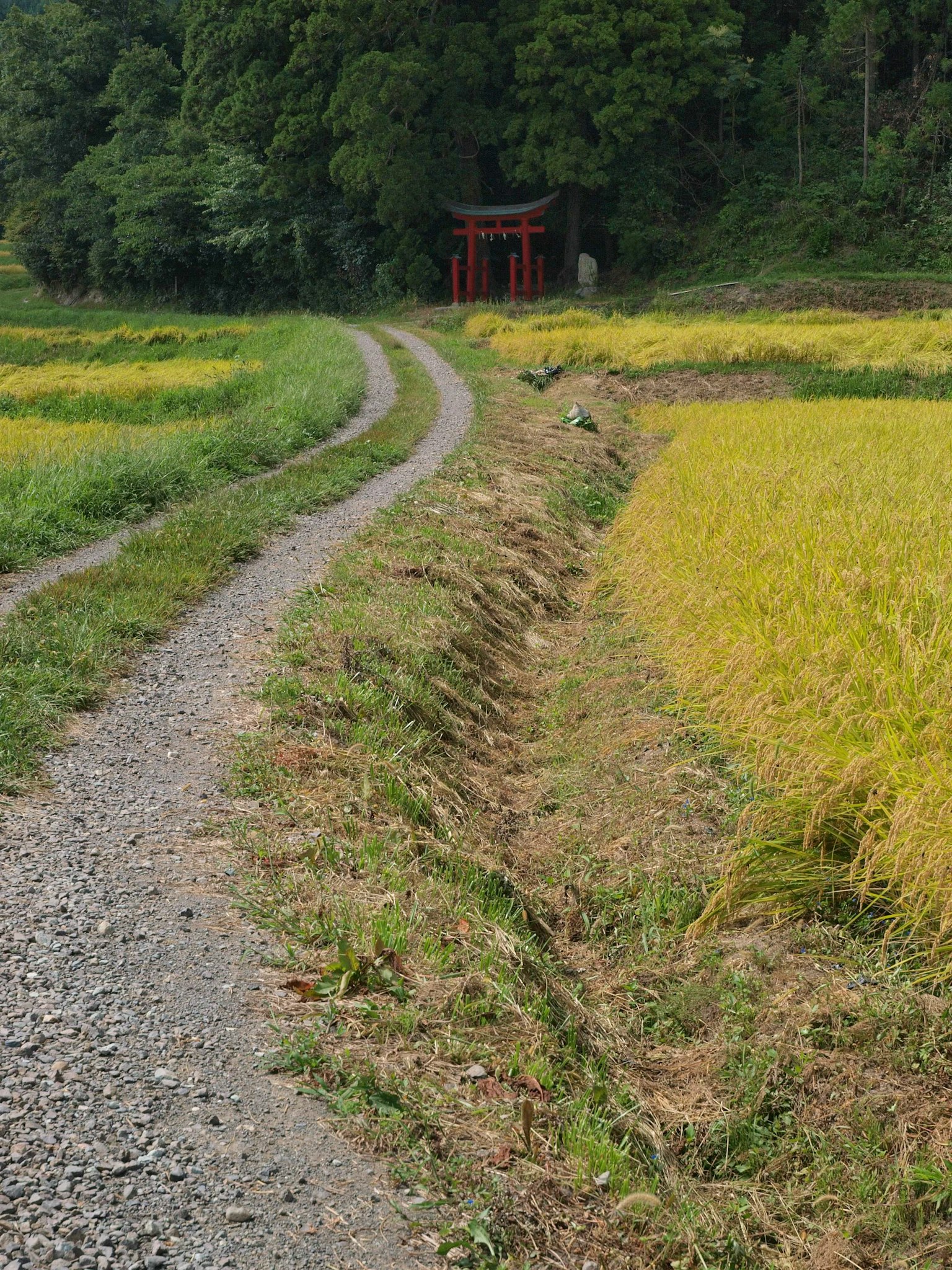 一條穿過綠色稻田的風景小路，背景中有黃色稻谷和紅色鳥居