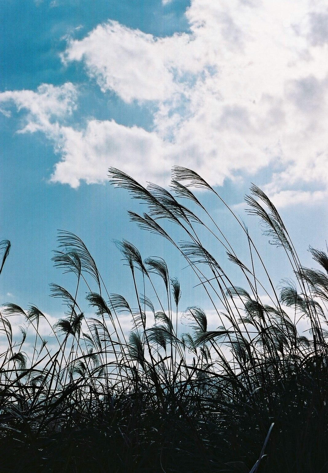 青空に揺れる穂のある草