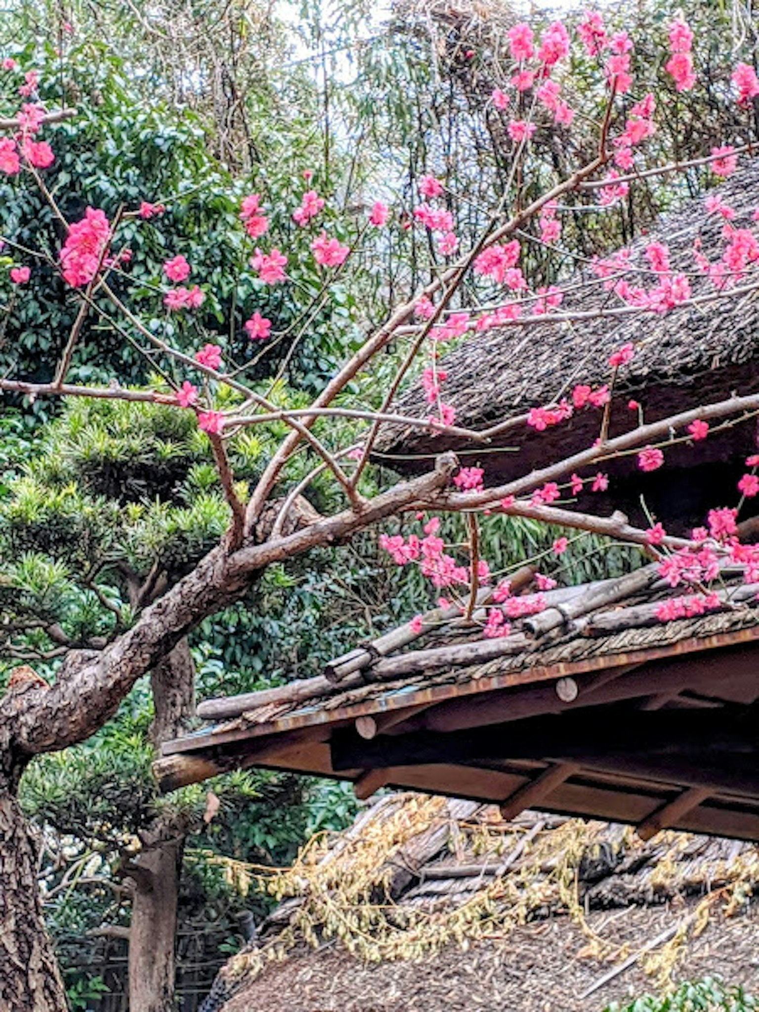 Rumah tradisional Jepang dengan bunga sakura bermekaran