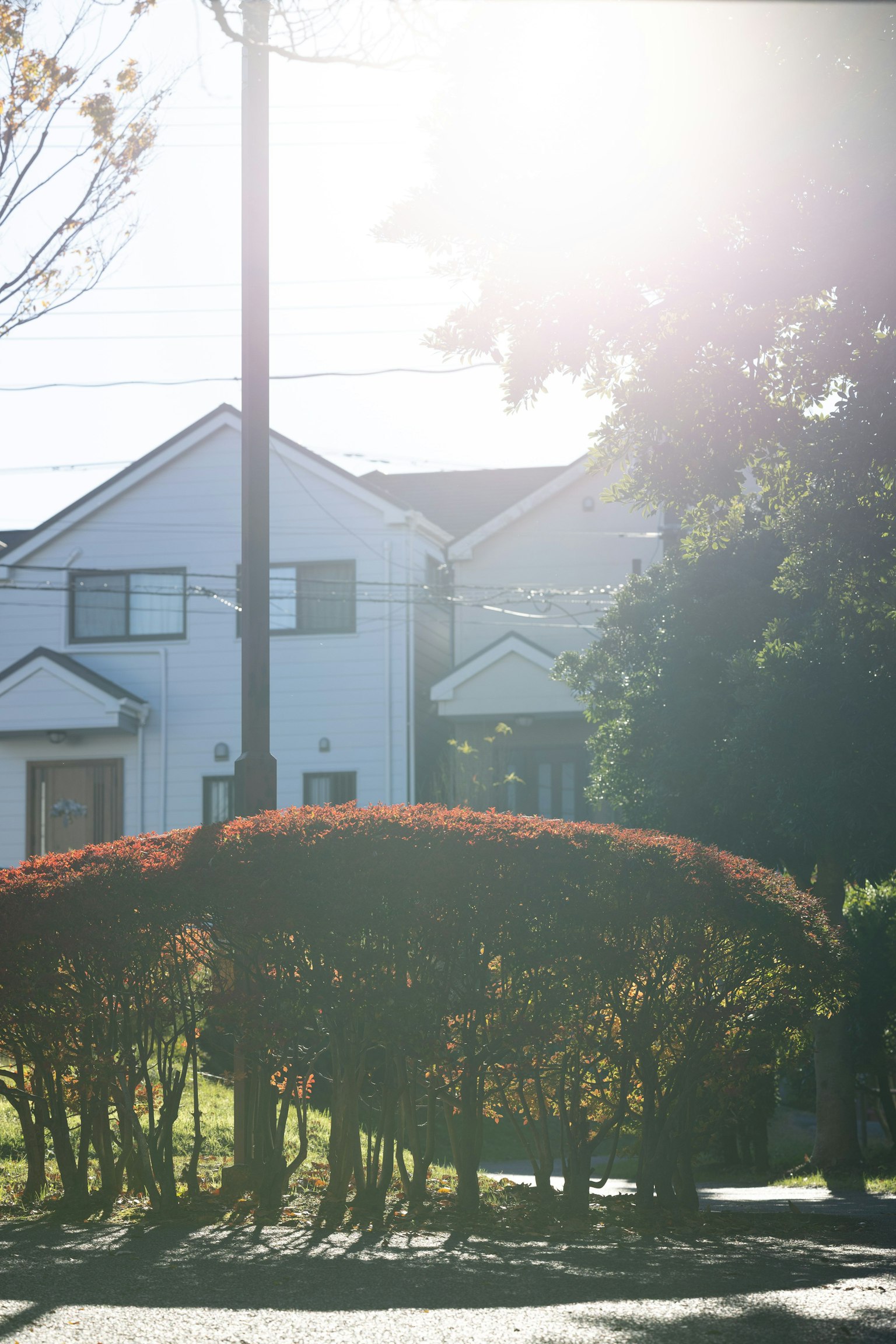 Foto eines weißen Hauses mit roten Sträuchern im Vordergrund
