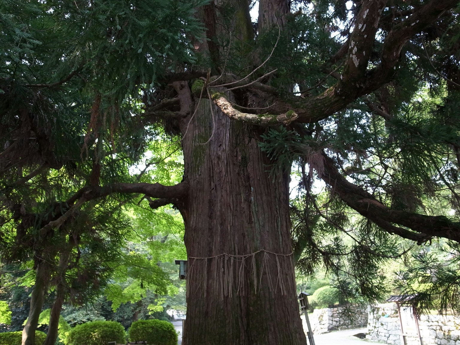 Un grand arbre avec un tronc épais entouré d'une verdure luxuriante