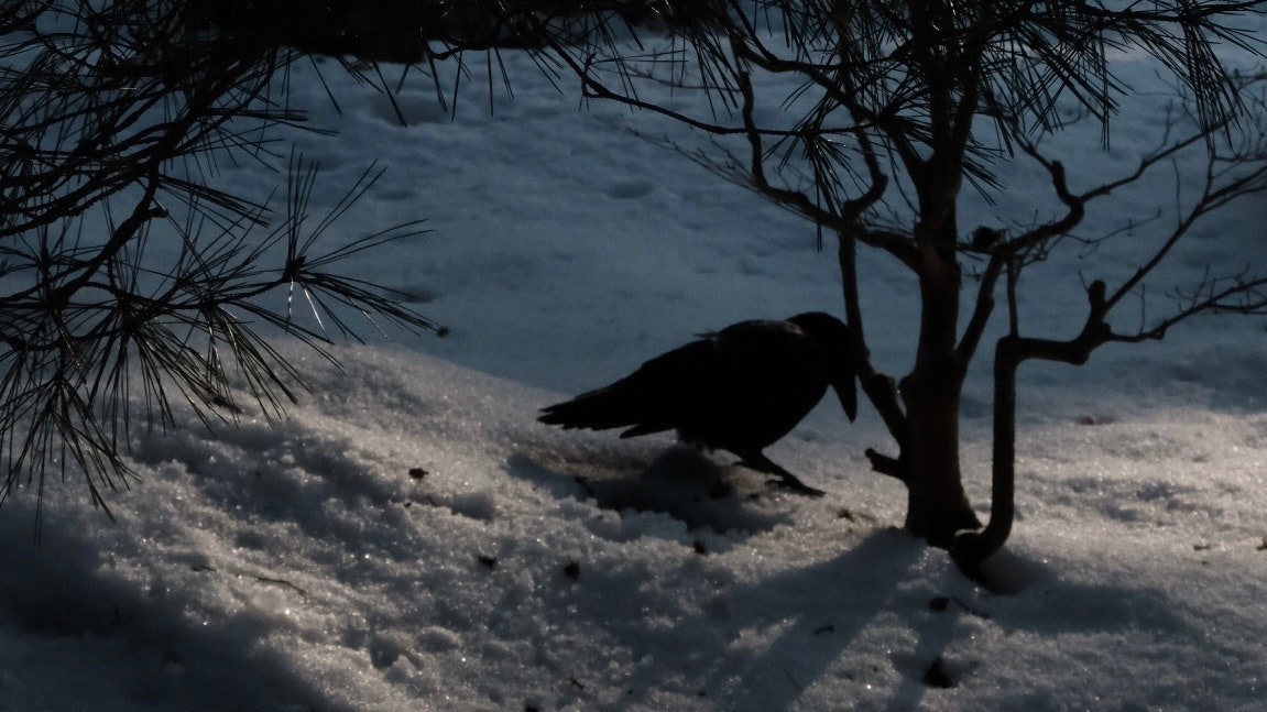 雪の地面を歩くカラスと木のシルエット