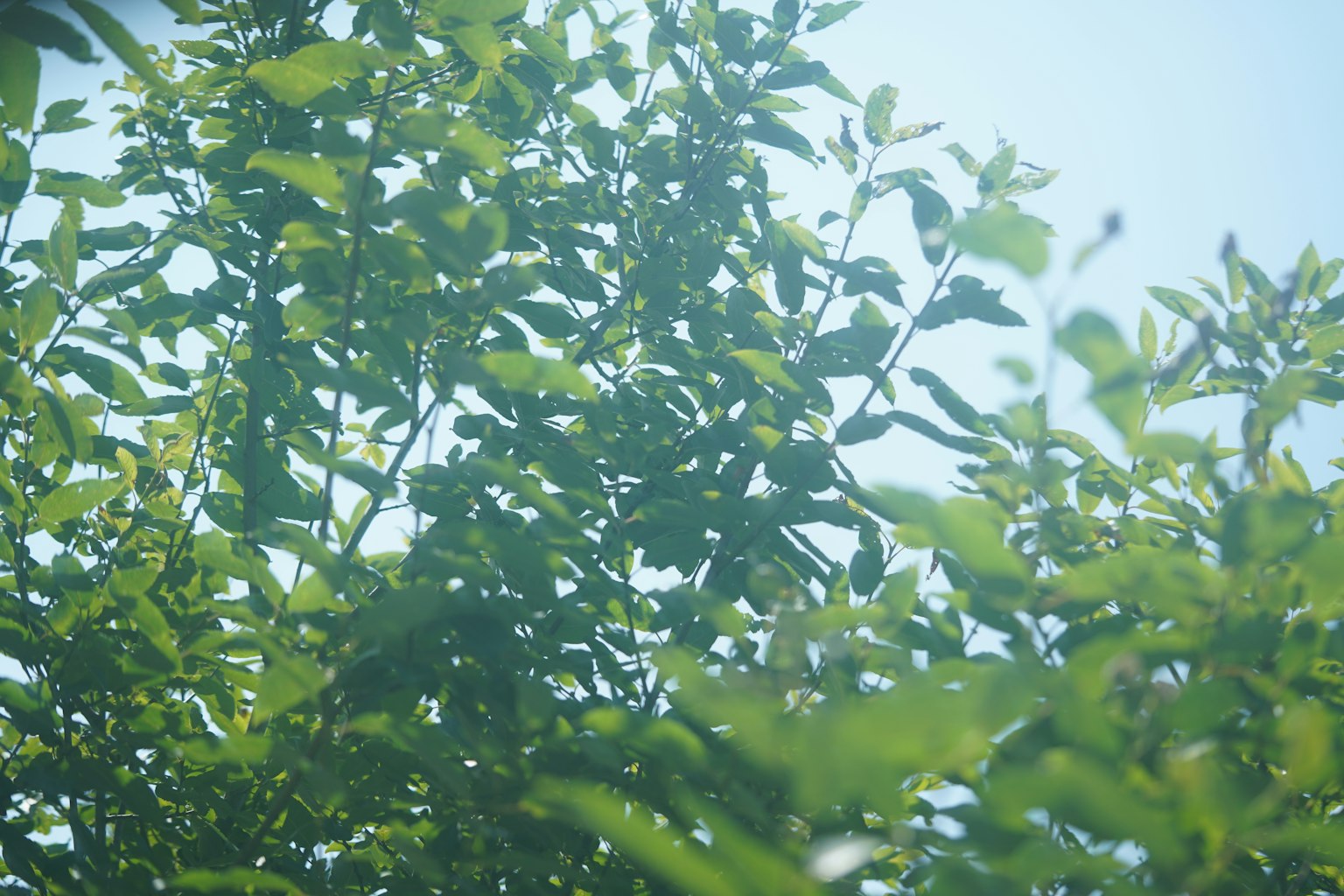 Foglie verdi di un albero sotto un cielo blu