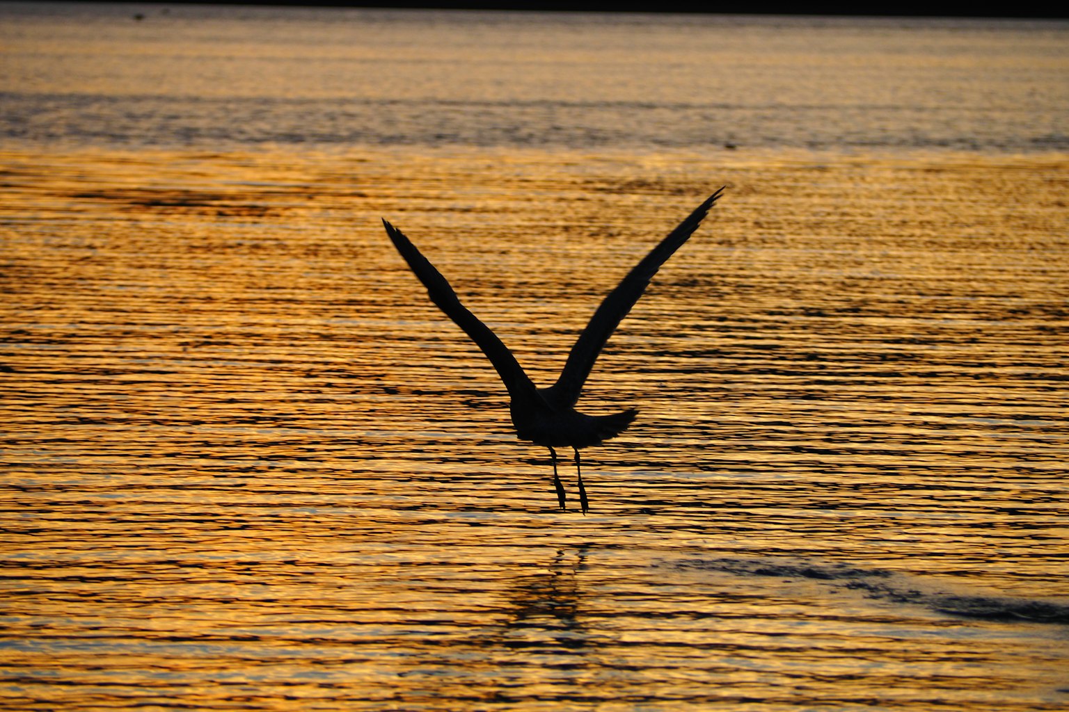 Silhouette eines Vogels mit ausgebreiteten Flügeln gegen einen Sonnenuntergang, der sich im Wasser spiegelt