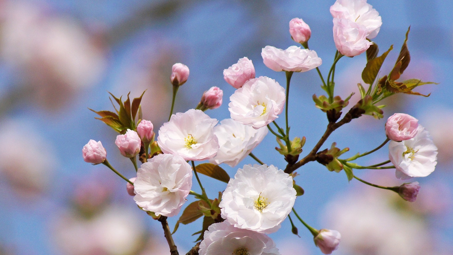 Fleurs de cerisier en pleine floraison avec des bourgeons sous un ciel bleu