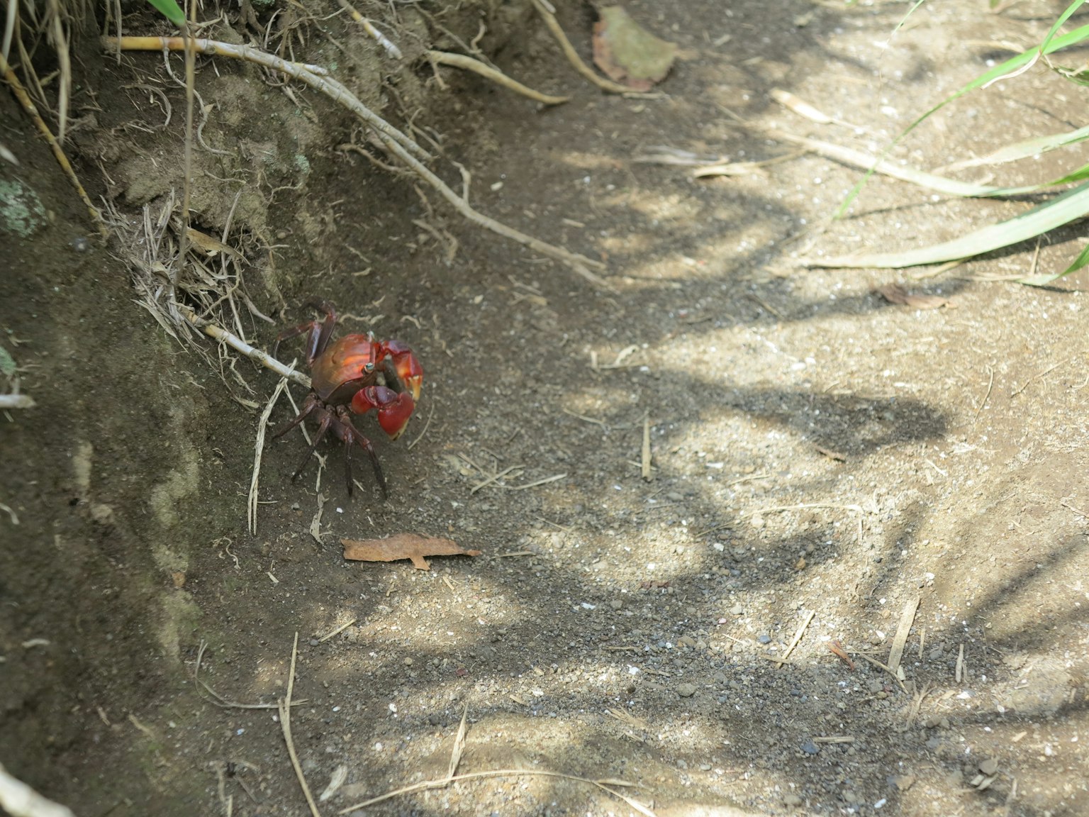 Cangrejo rojo en el suelo con sombras
