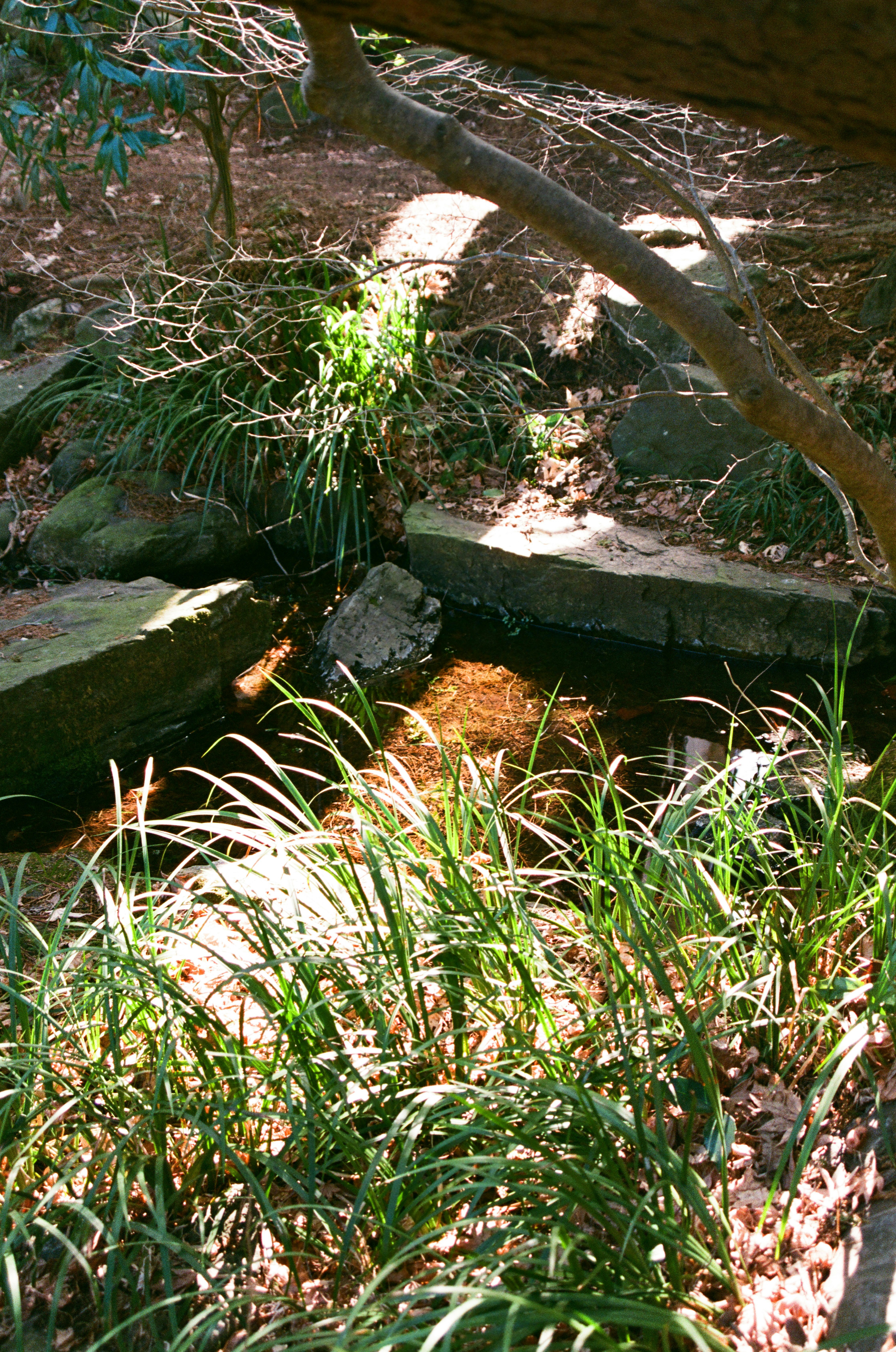 南昌荘の日本庭園で木の根元と苔の石が光る風景