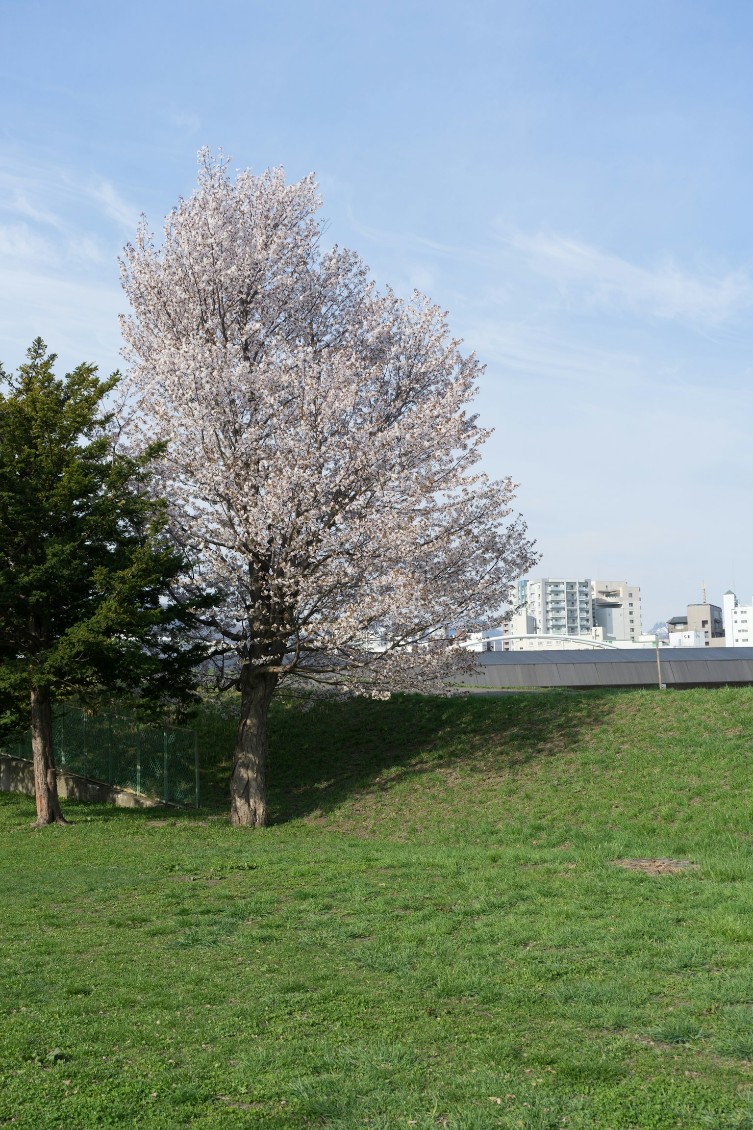 Spring cherry blossom tree in a park with green grass
