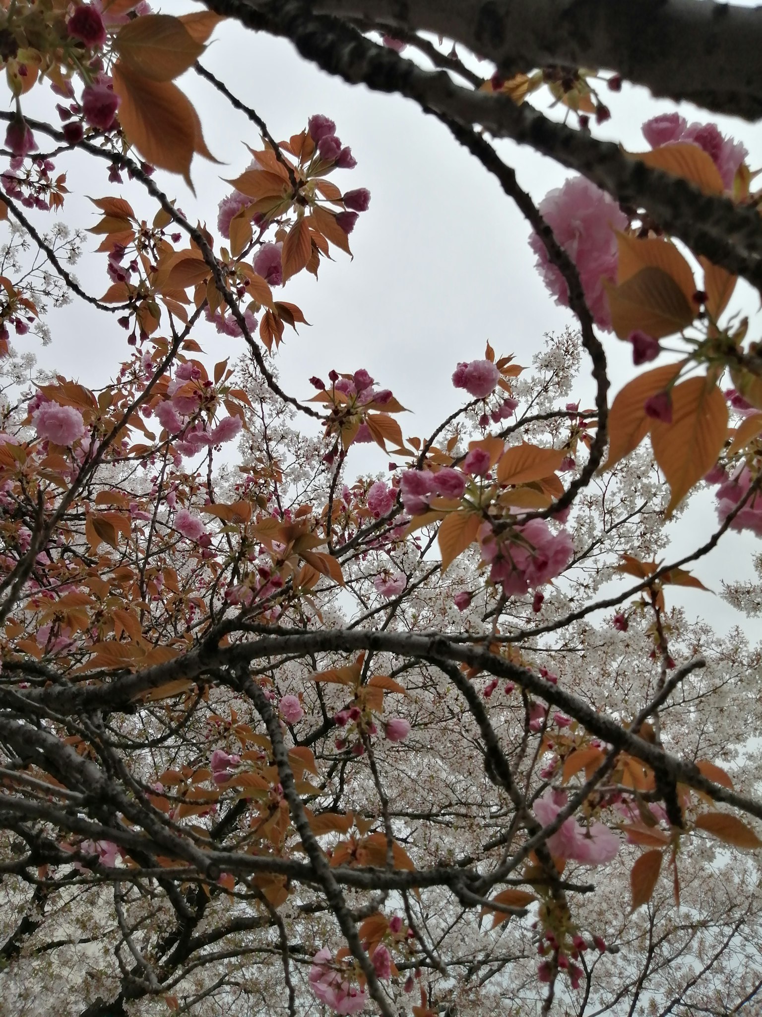 Primo piano di rami di ciliegio con fiori rosa e nuove foglie verdi