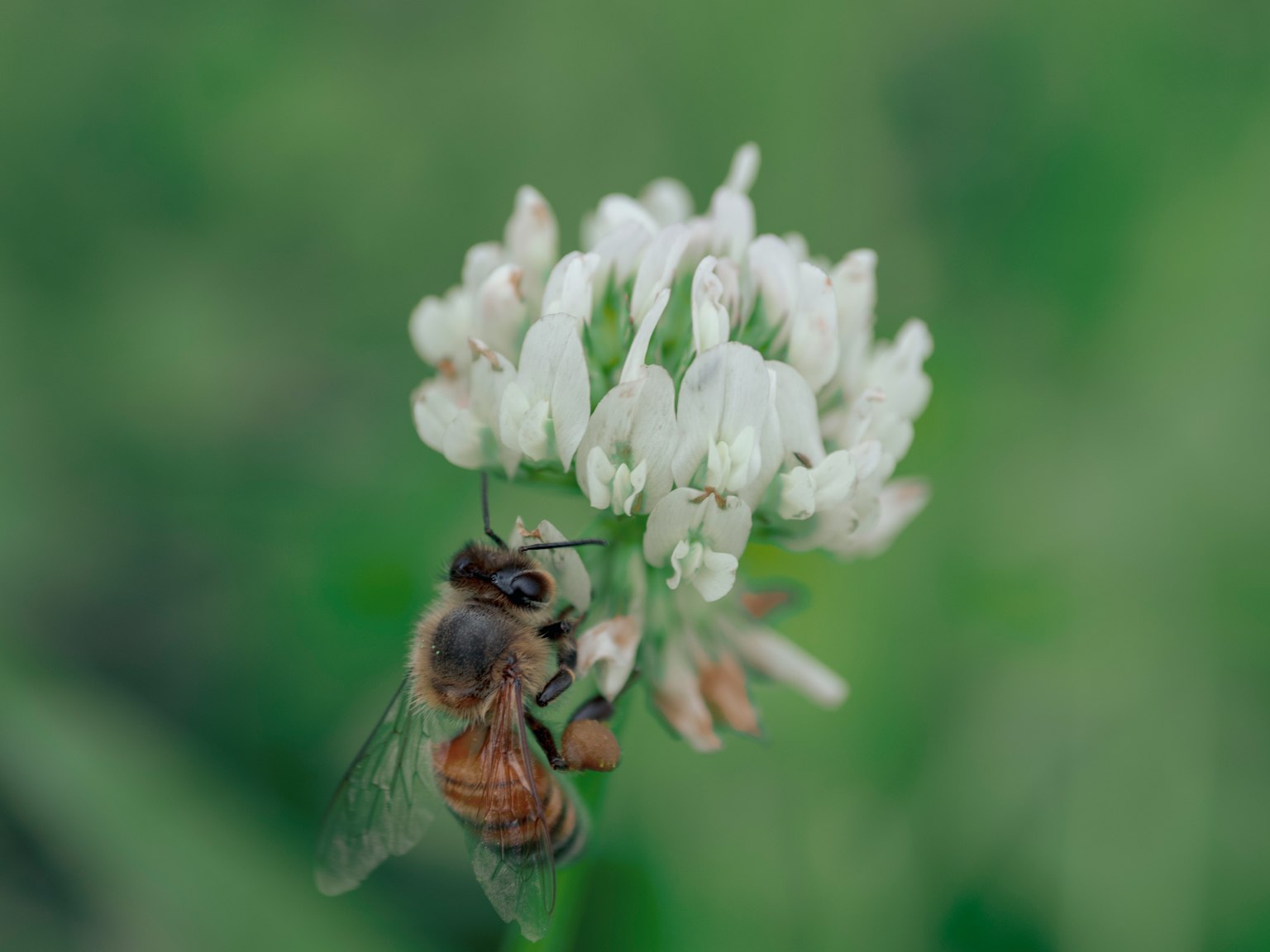 Primer plano de una abeja en una flor blanca