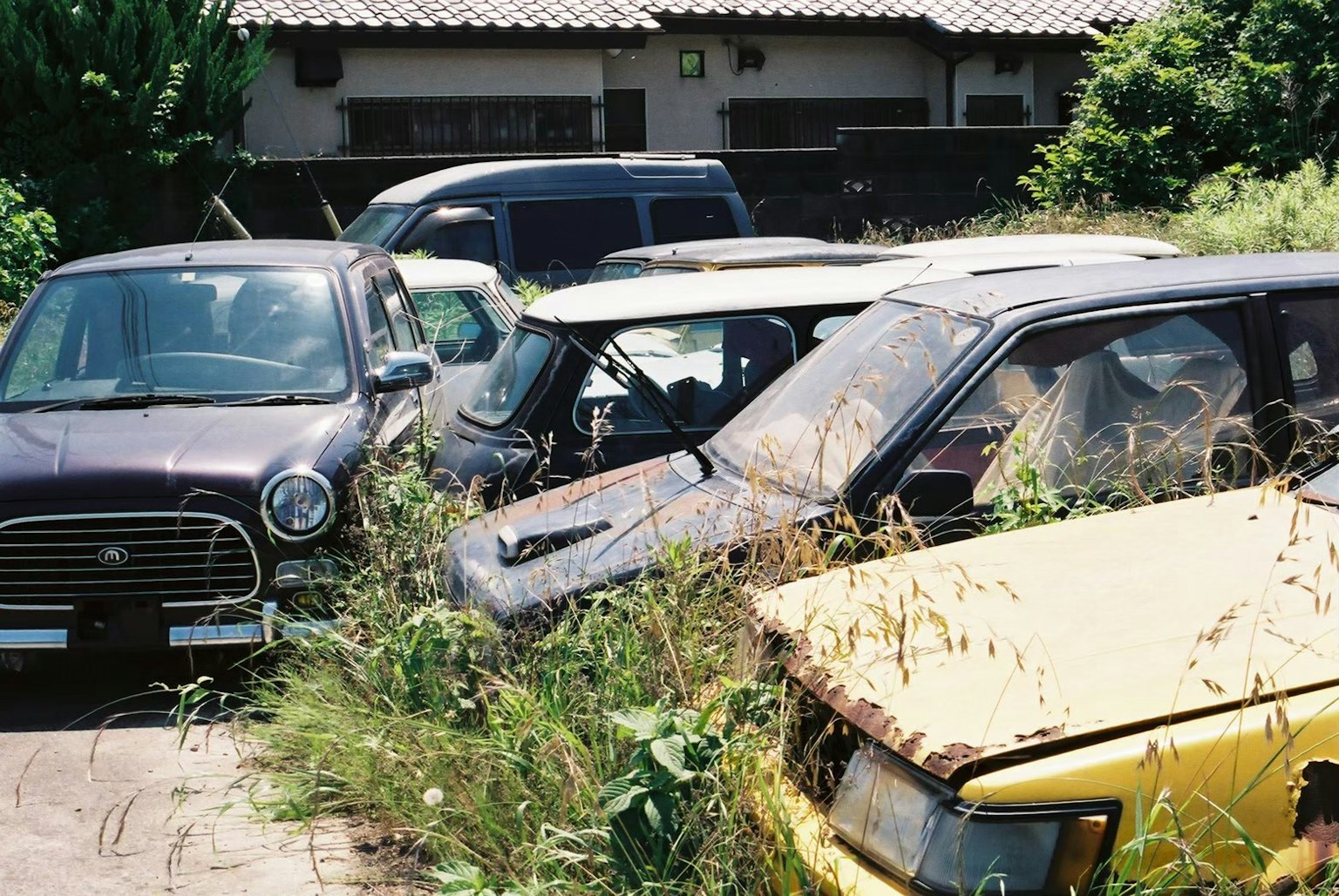 Auto abbandonate coperte di erbacce in un'area trascurata