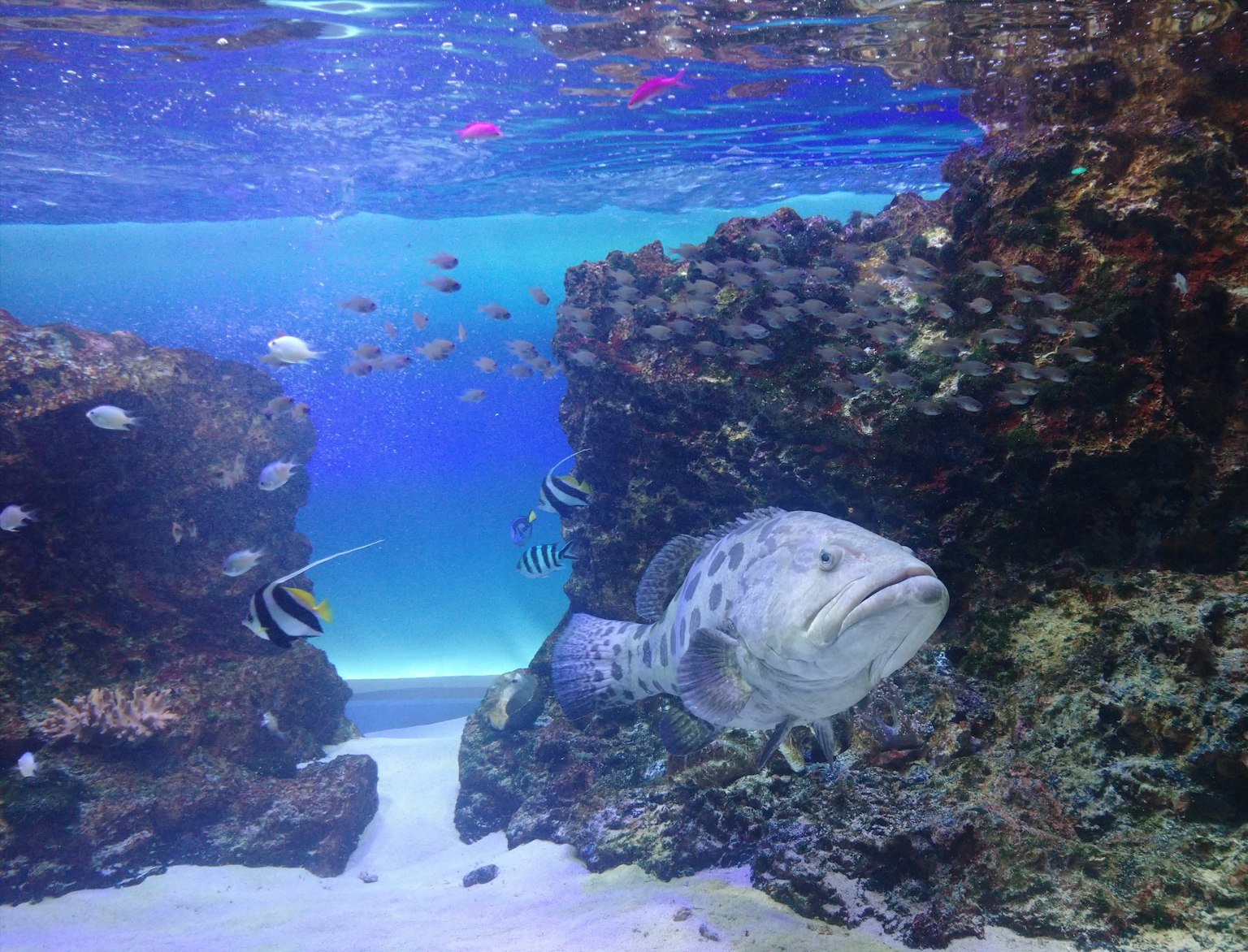Ikan besar berenang di antara batuan dalam pemandangan bawah laut biru