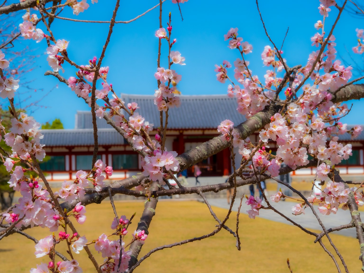 Pohon sakura yang mekar dengan bangunan tradisional di latar belakang