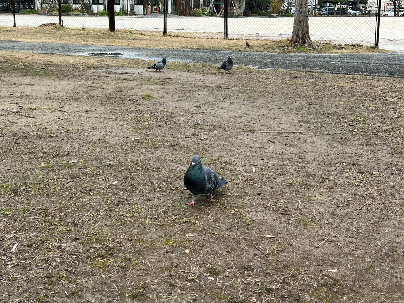 公園地面上的一群鴿子和周圍的風景