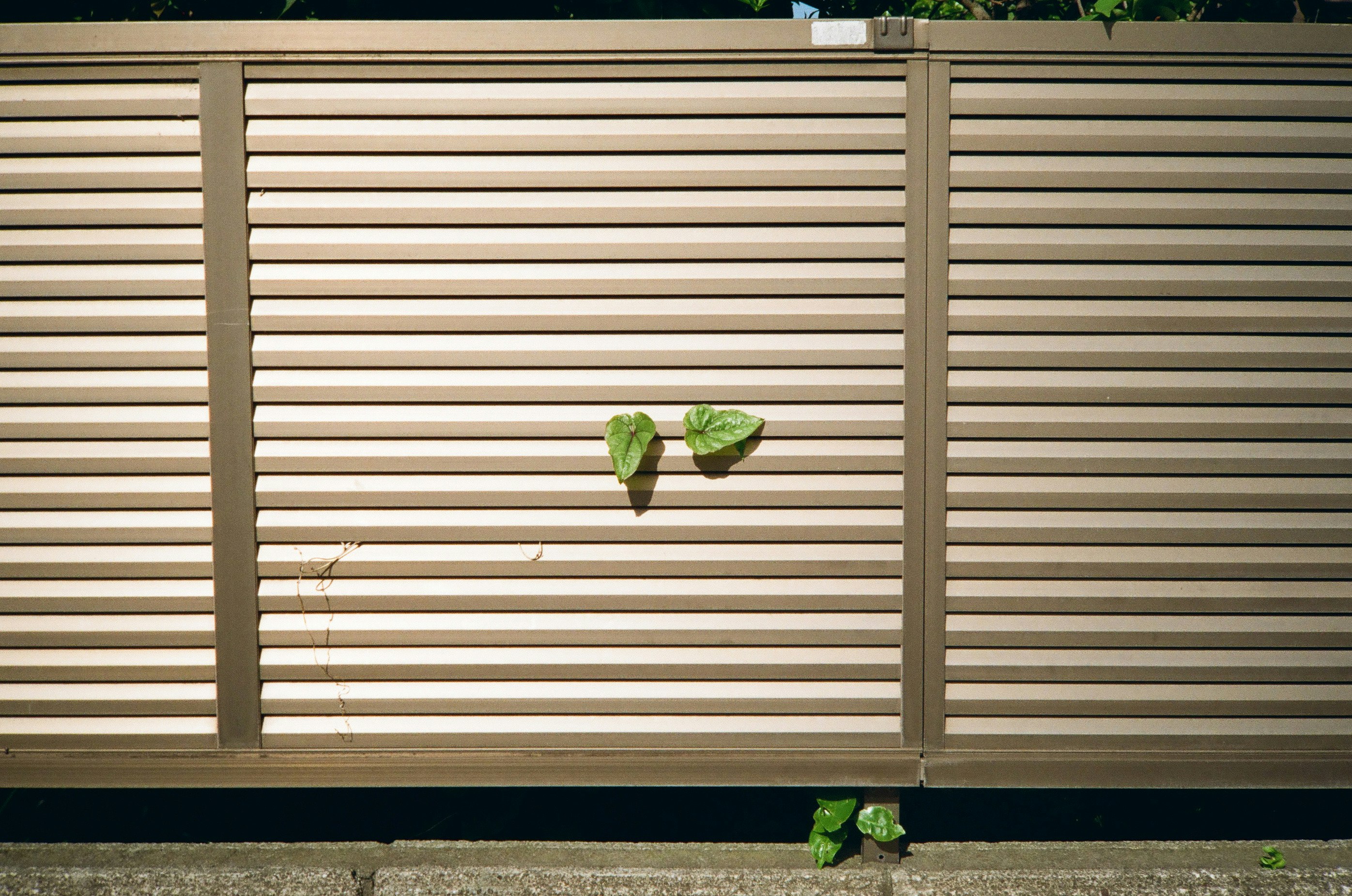 Petites feuilles de plante coincées entre des lattes en bois et un mur