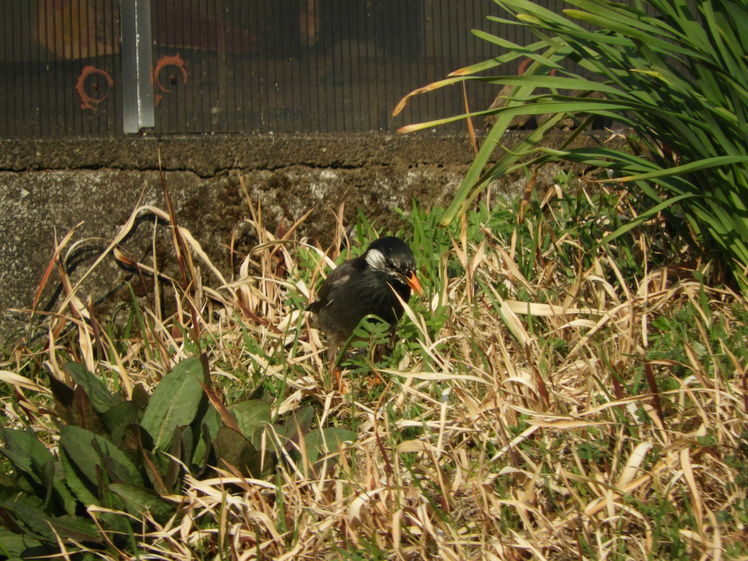 Ein schwarzer Vogel im Gras, der einen orangefarbenen Gegenstand im Schnabel hält
