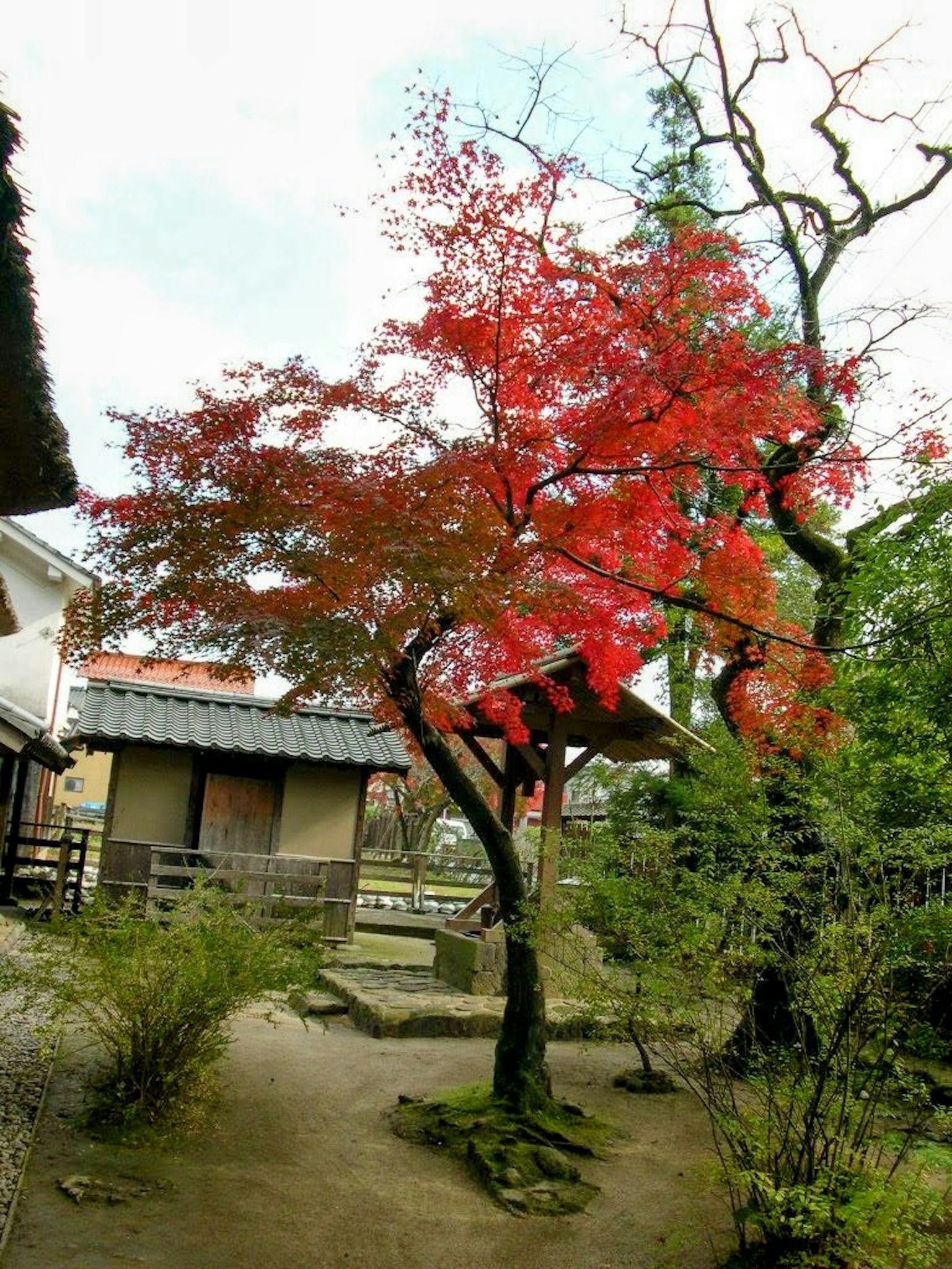 A scenic garden view featuring a vibrant red maple tree and traditional Japanese architecture