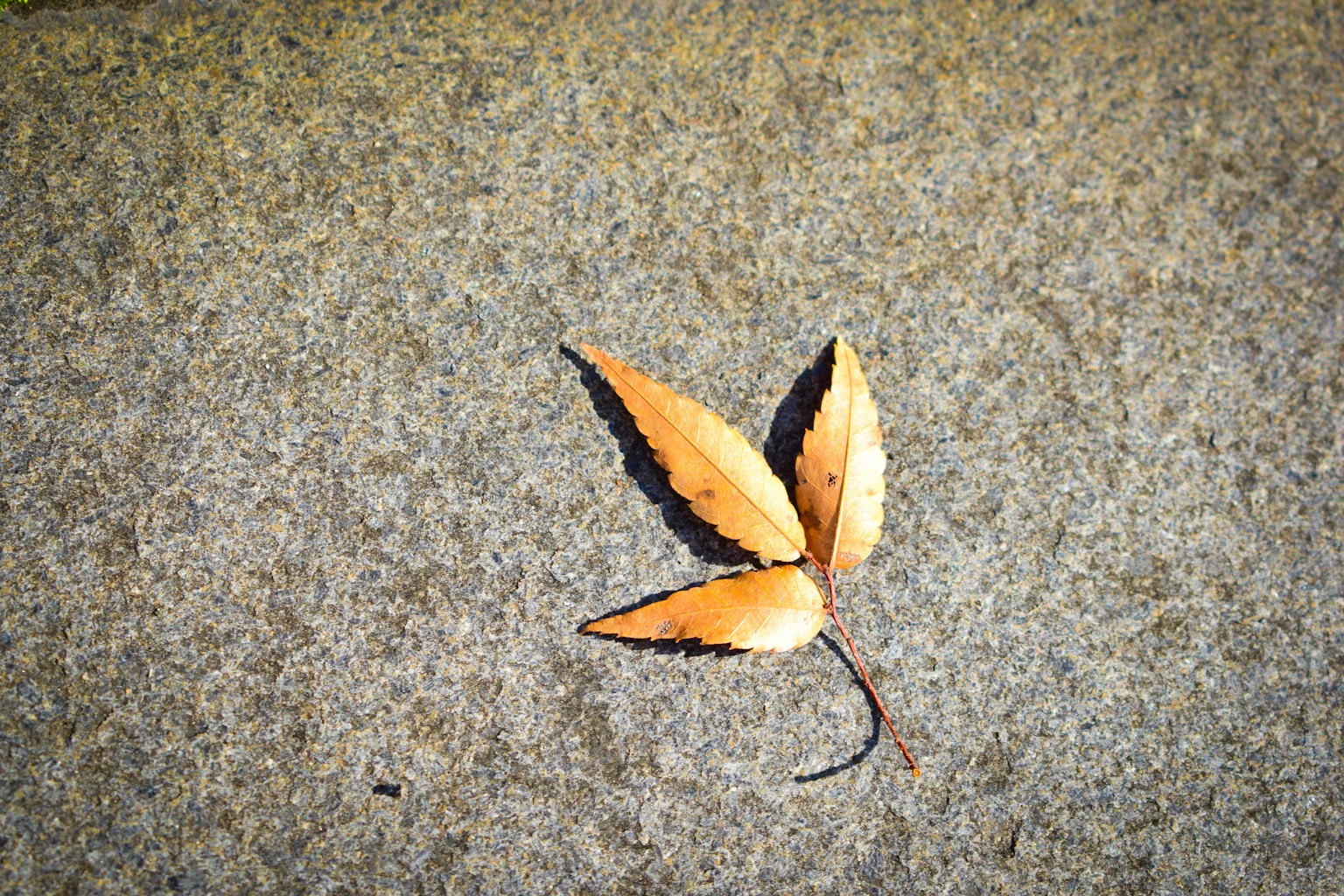 Ein getrocknetes Blatt auf einer grauen Oberfläche