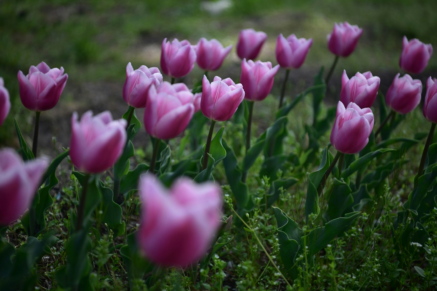 Un champ vibrant de tulipes roses en fleurs dans un jardin