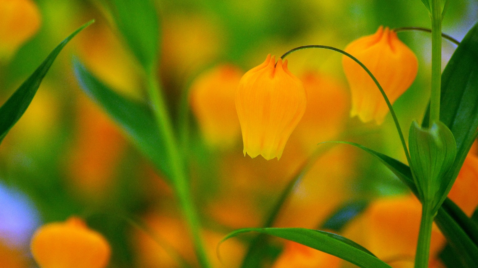 Vibrant orange flowers with green leaves in the background
