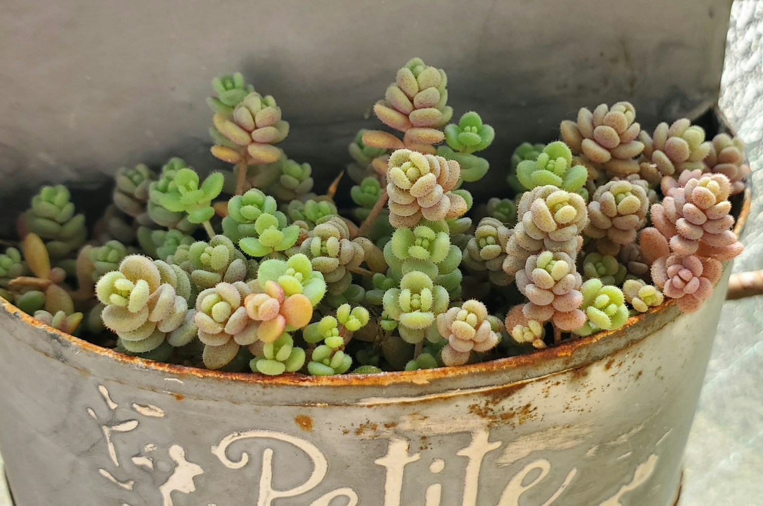 Pot rouillé rempli de petites plantes succulentes