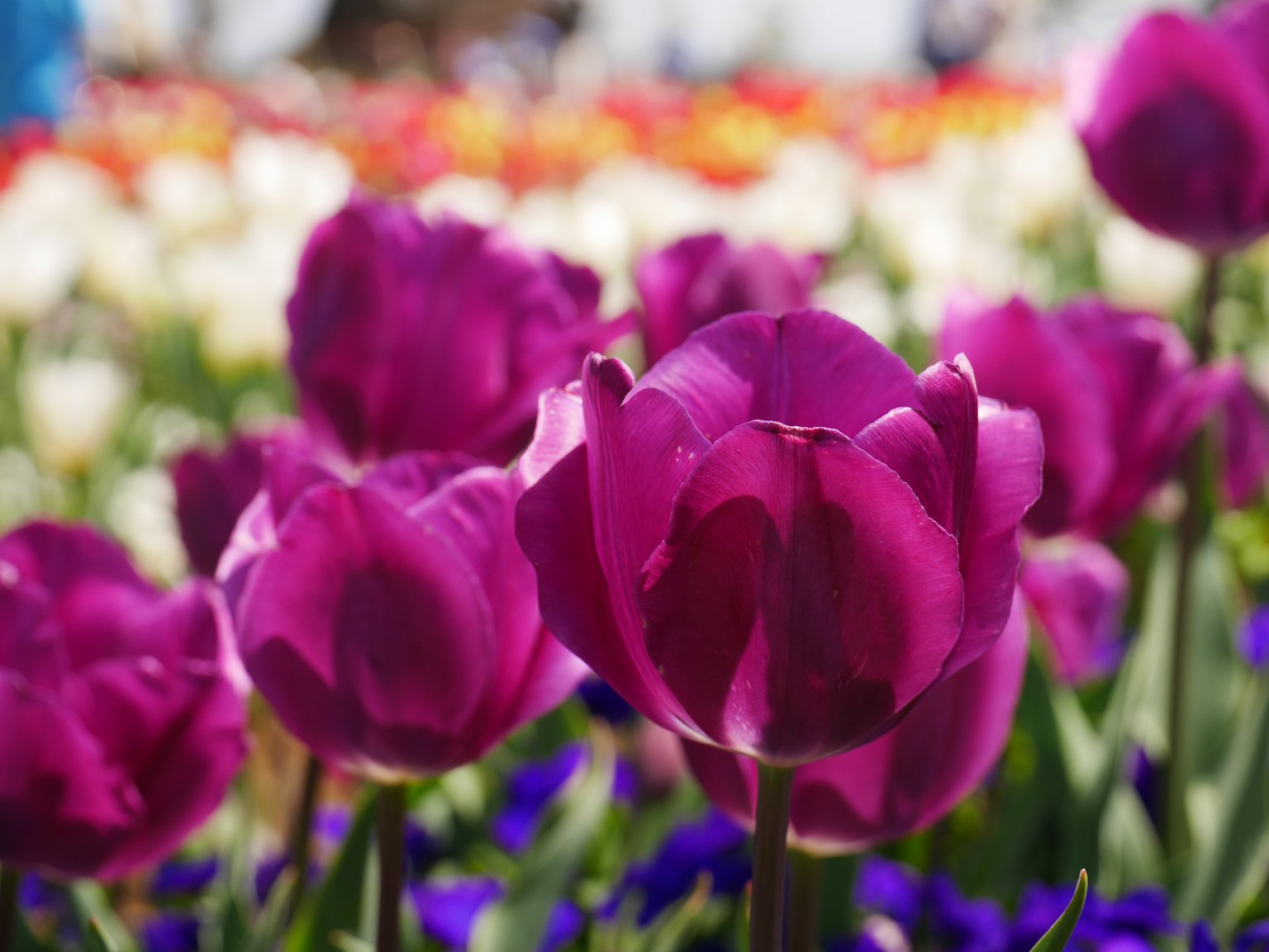 Lila Tulpen im Vordergrund mit einem bunten Tulpenfeld im Hintergrund