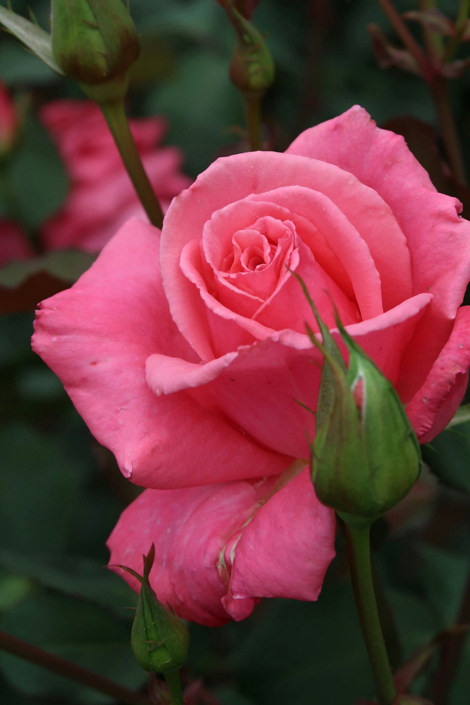 กุหลาบสีชมพูสดใสที่เบ่งบานเต็มที่พร้อมกับตูมสีเขียวและใบไม้ด้านหลัง