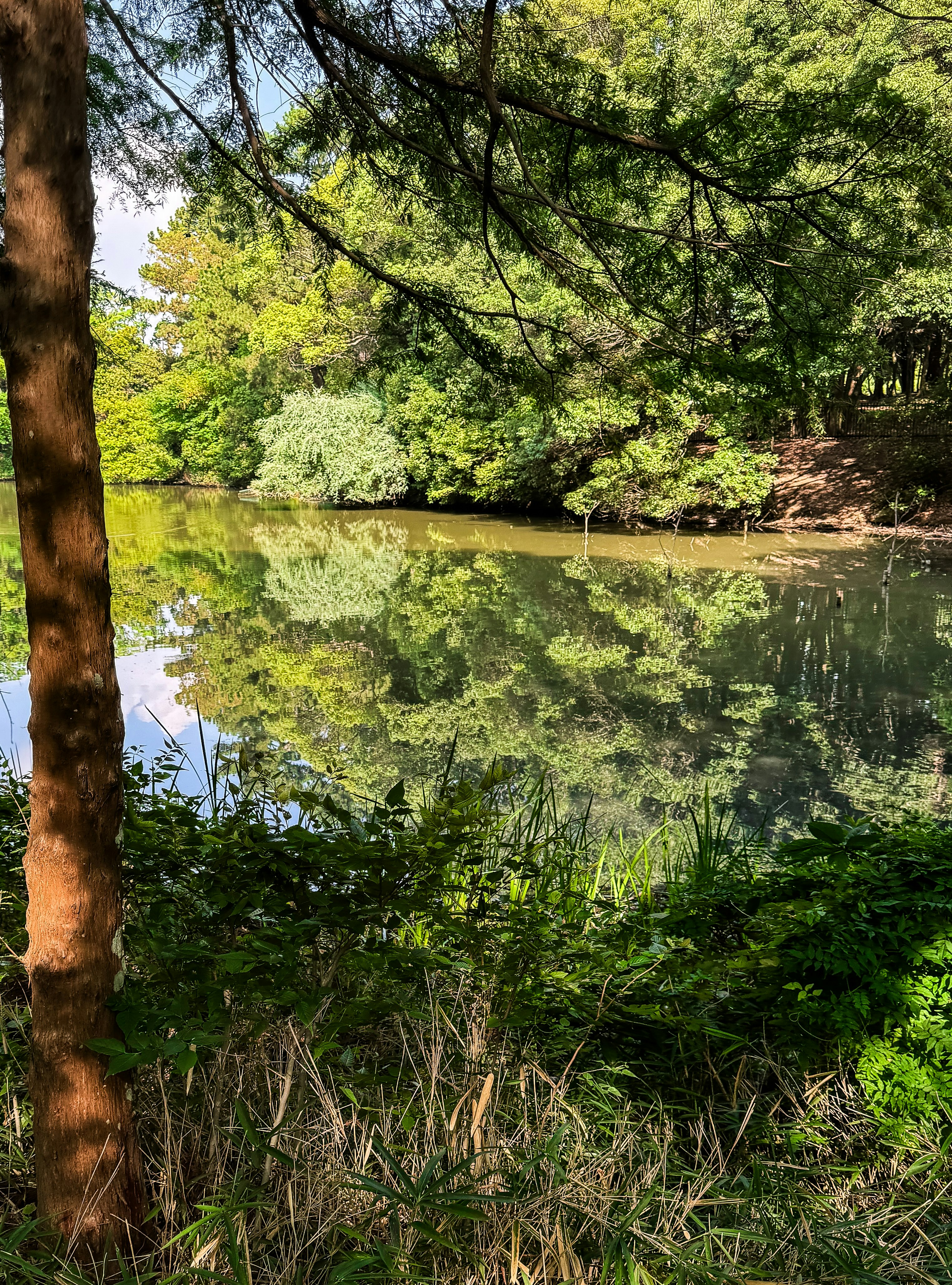 服部緑地公園の湖面に映る木々の緑