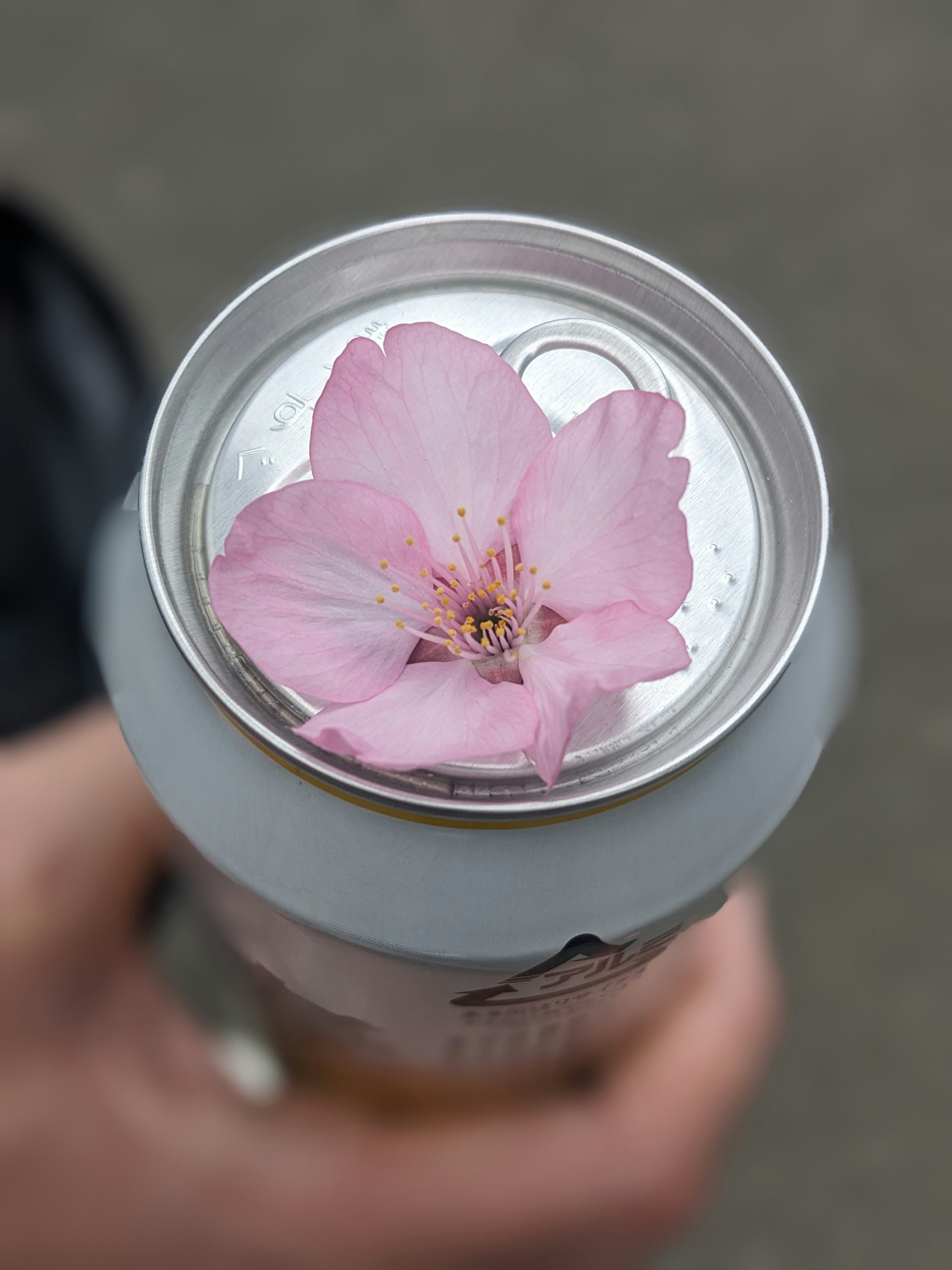 top of a drink can with a floating pink cherry blossom