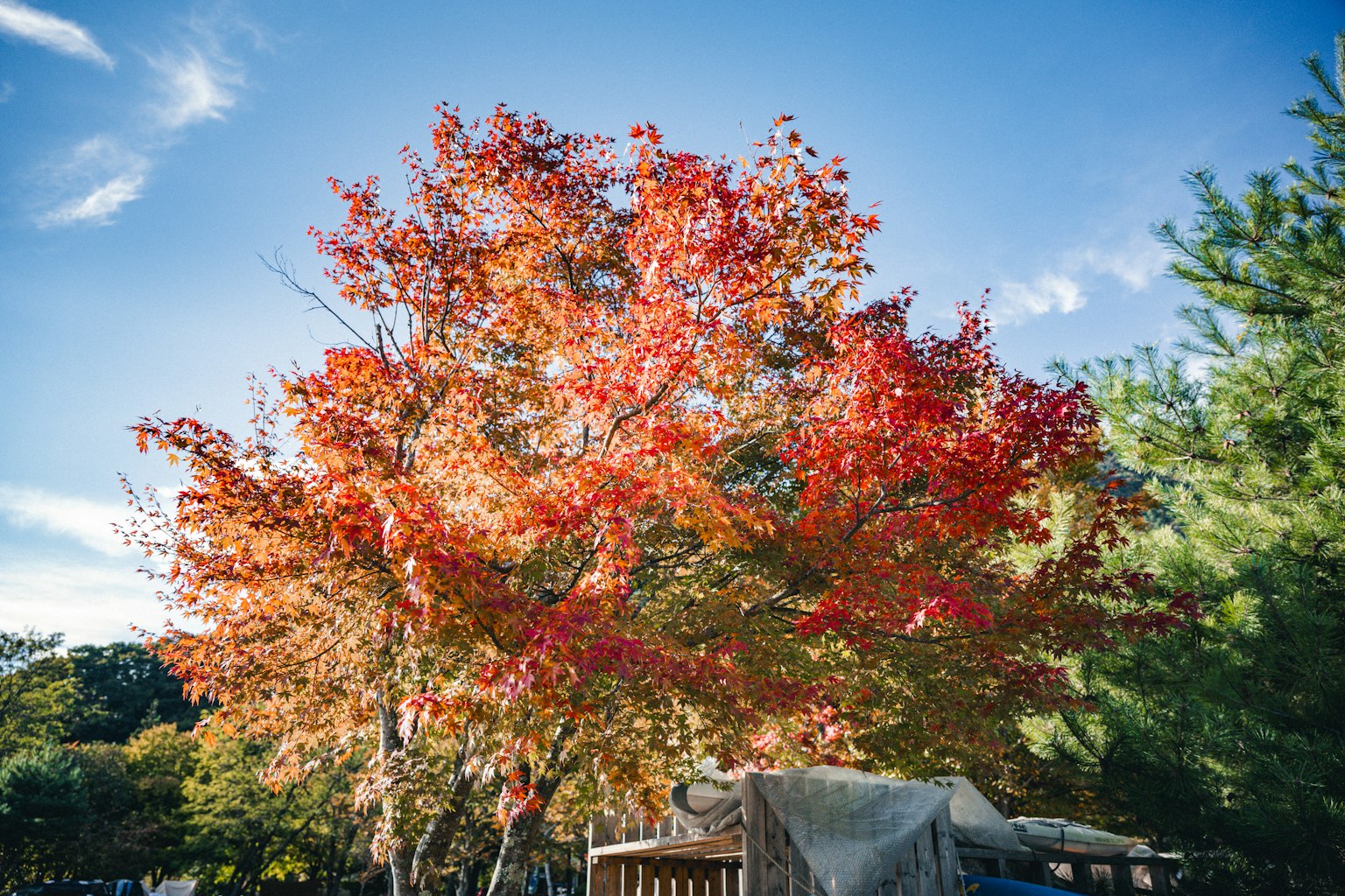 鮮やかな赤とオレンジの葉を持つ秋の木と青空