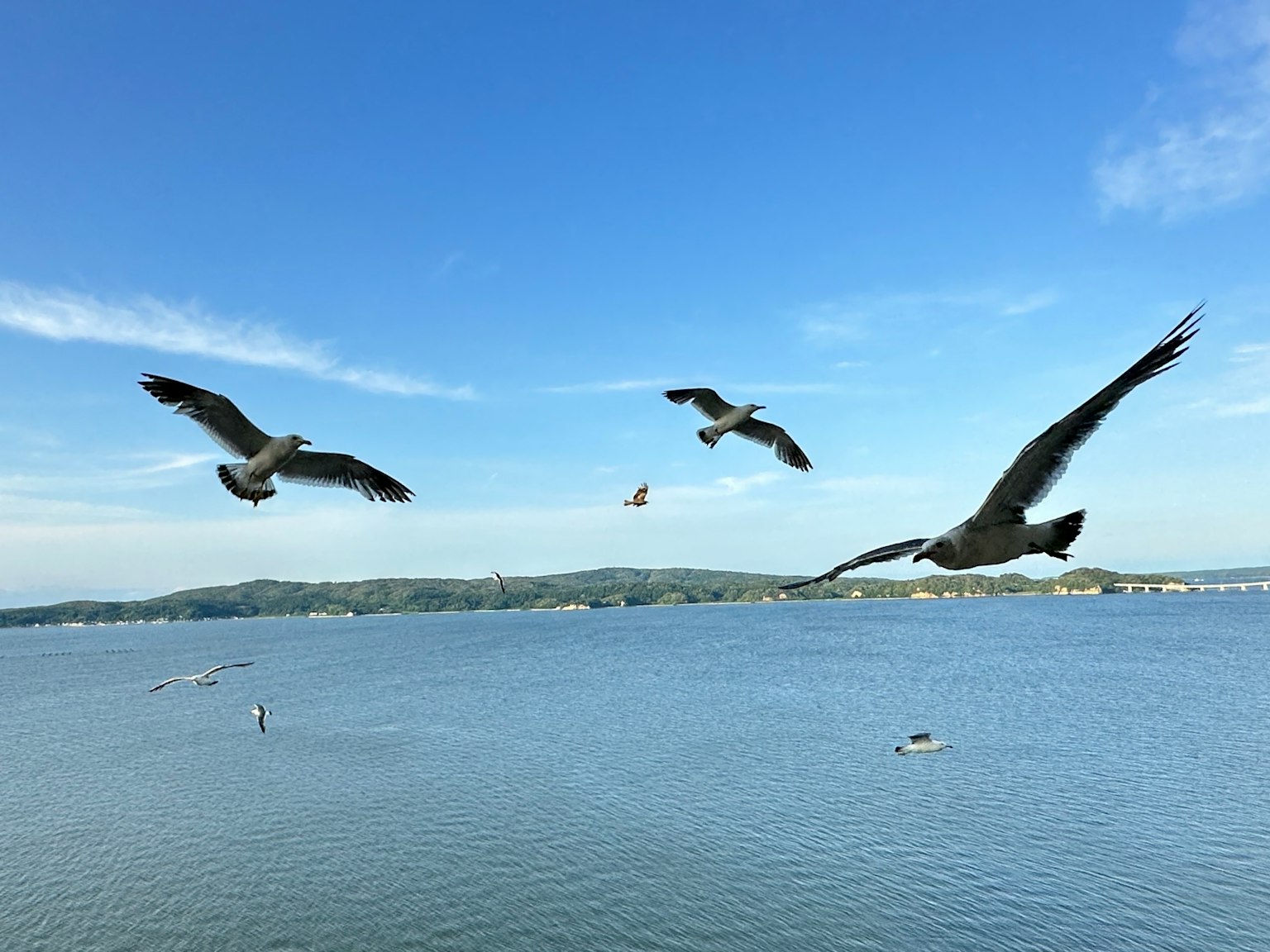 Mehrere Möwen fliegen über das Meer unter einem blauen Himmel