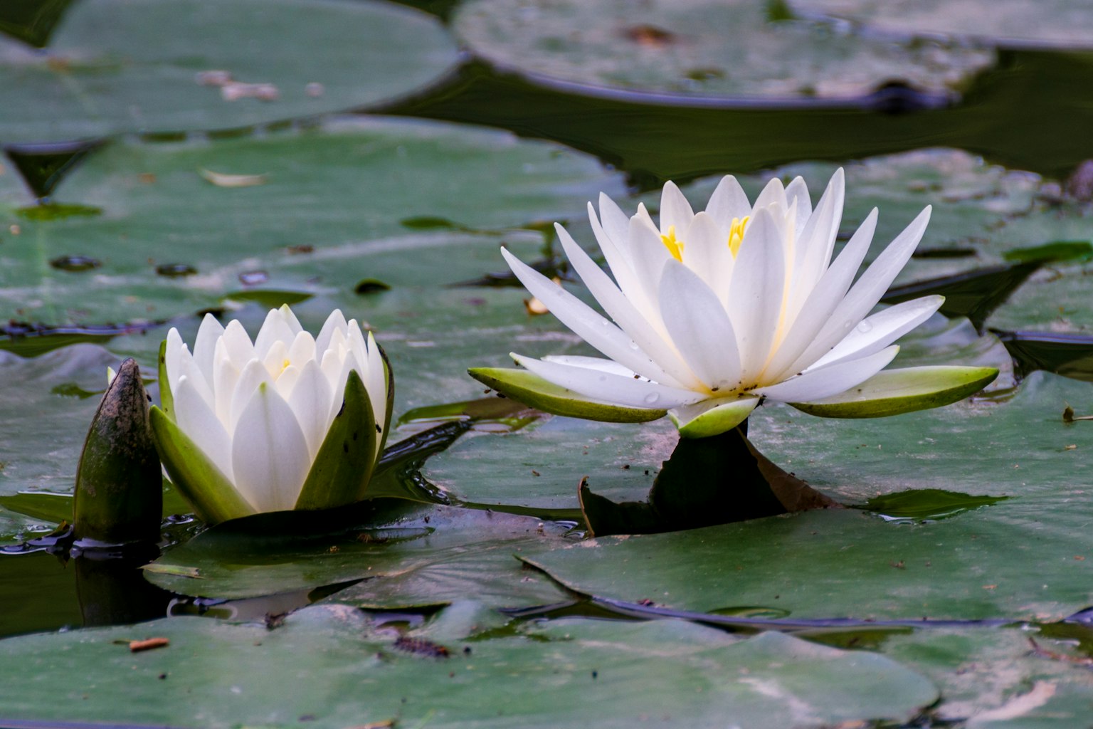 Nénuphars blancs fleurissant sur des feuilles de nénuphar vert