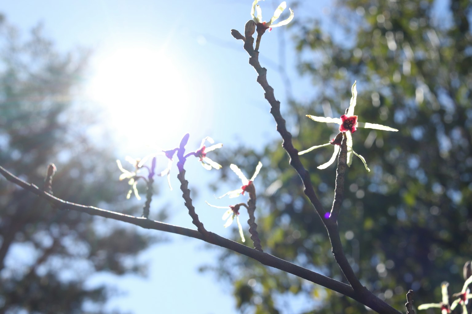 Branch with white flowers and green leaves illuminated by bright sunlight