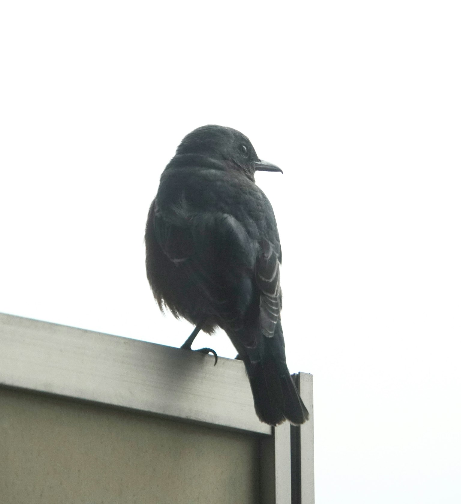Seekor burung hitam kecil bertengger di tepi logam di luar ruangan