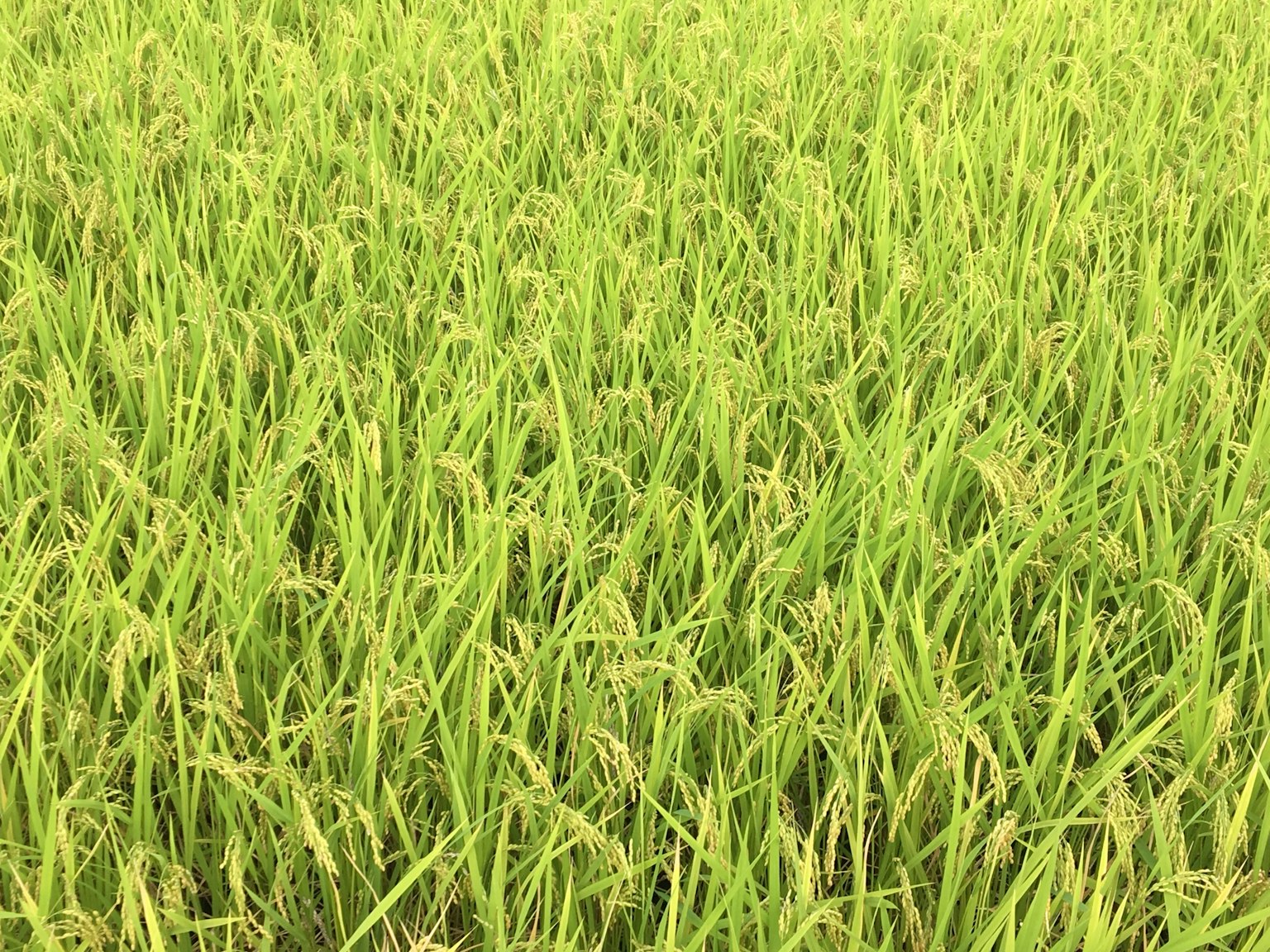 ladang padi hijau subur dengan rumput tinggi dan biji-bijian