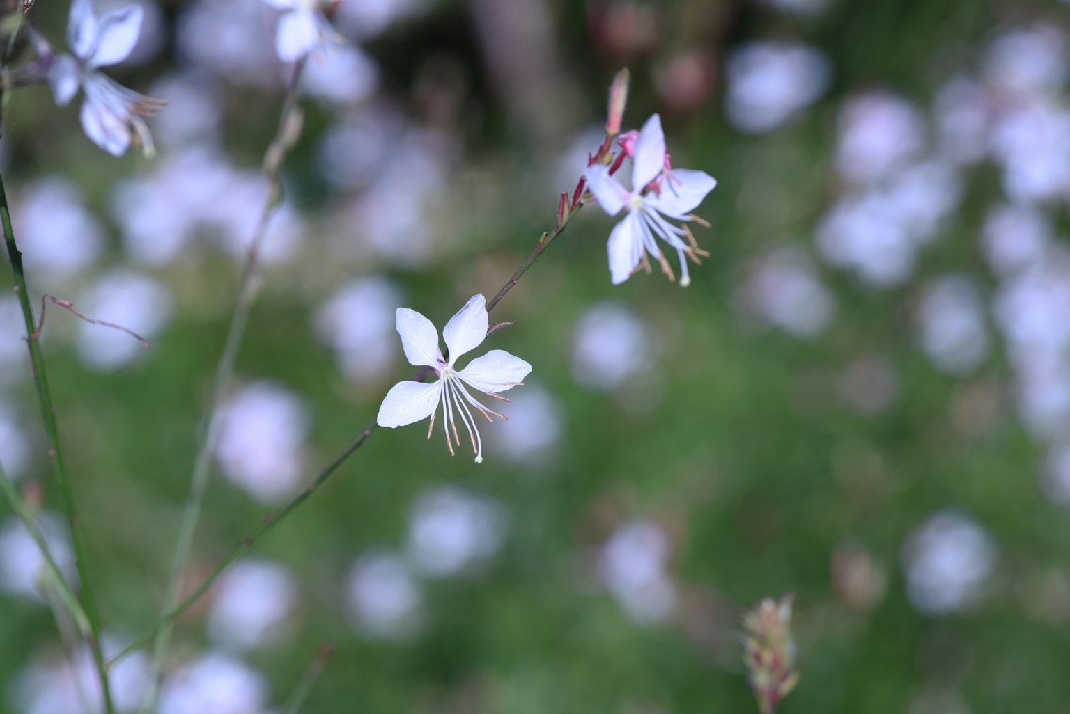 Delicadas flores blancas en flor con un fondo verde difuminado